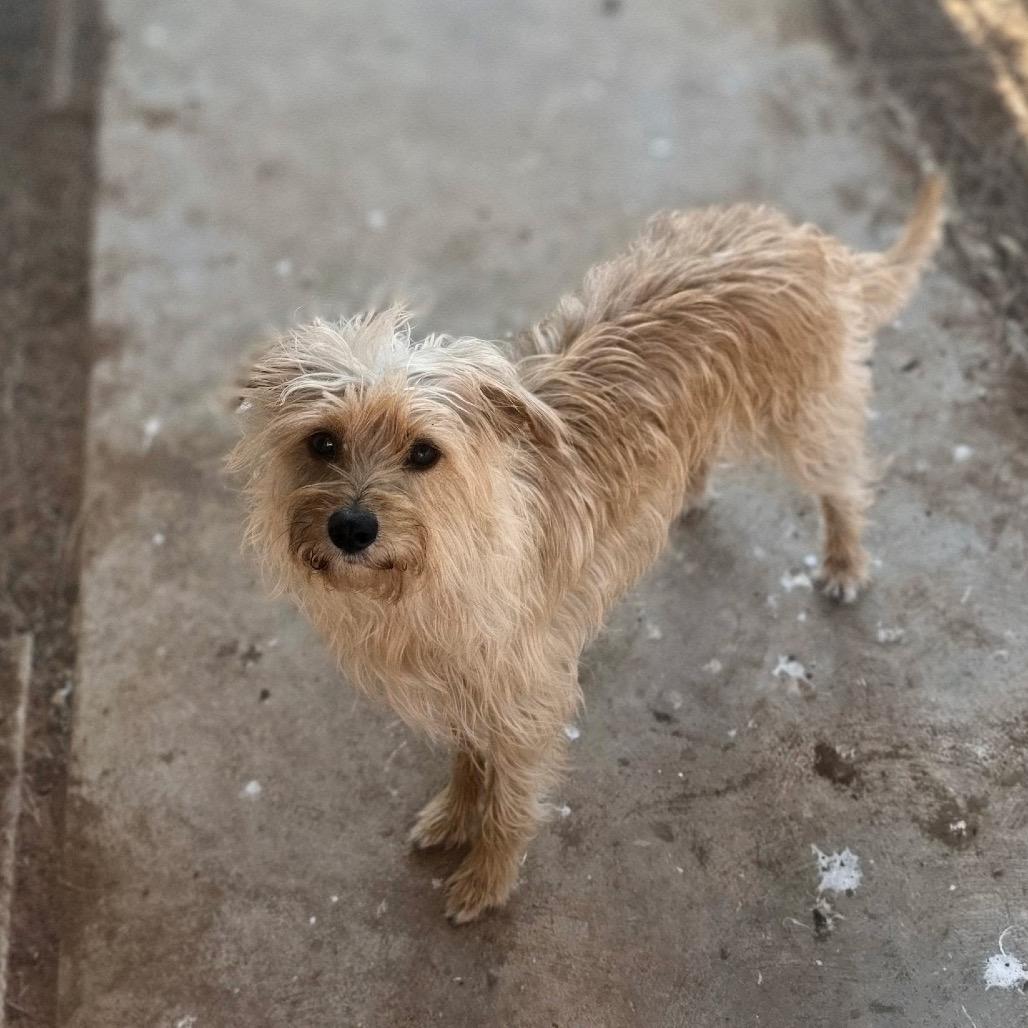 Jane, Adoptable, Adult Female Terrier & Mixed Breed.