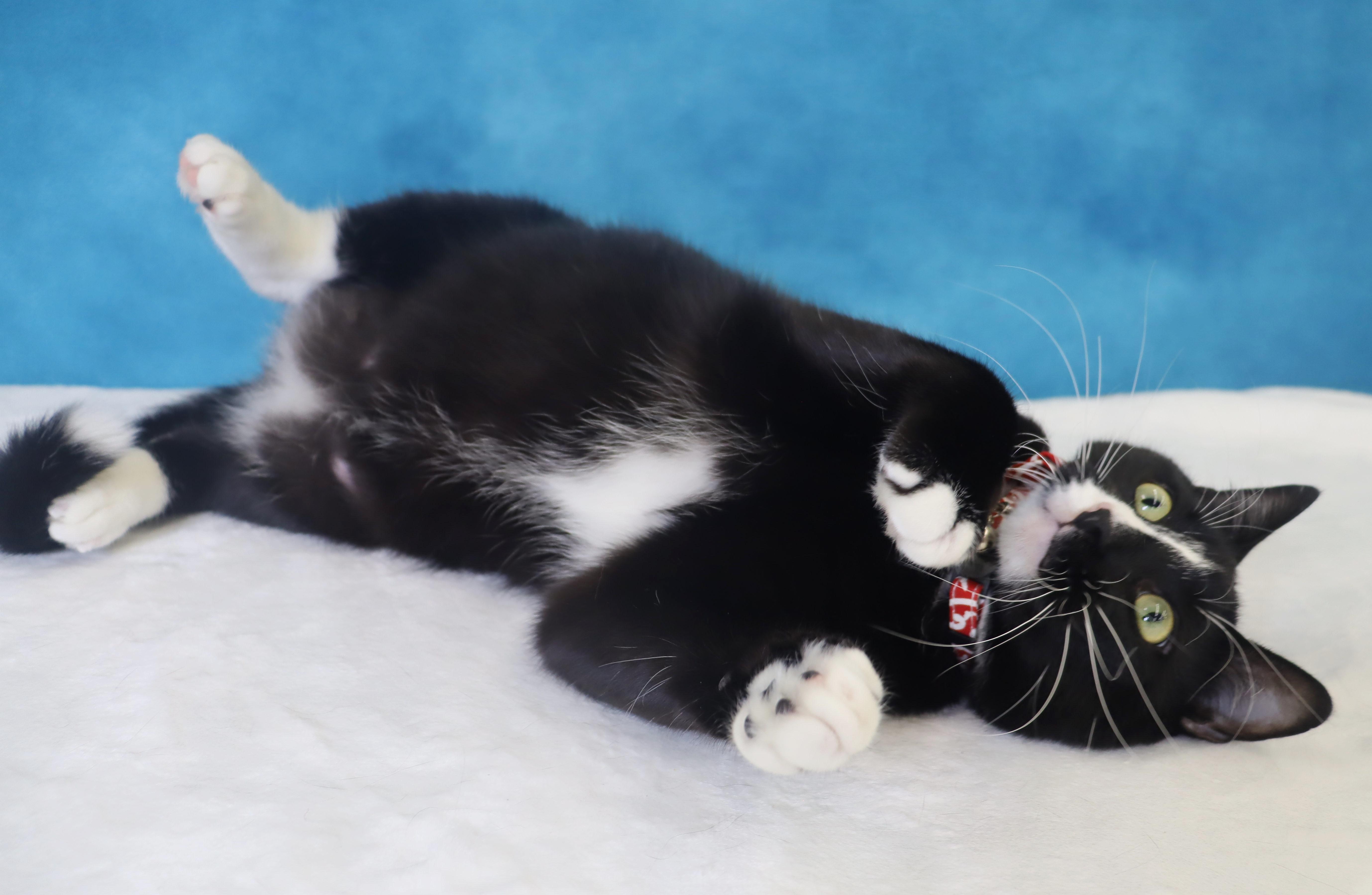Enlarge Pepé Le Pew - HEART on his chest - SWEET Boy, a Adoptable Domestic Short Hair in League City, TX image 2/6