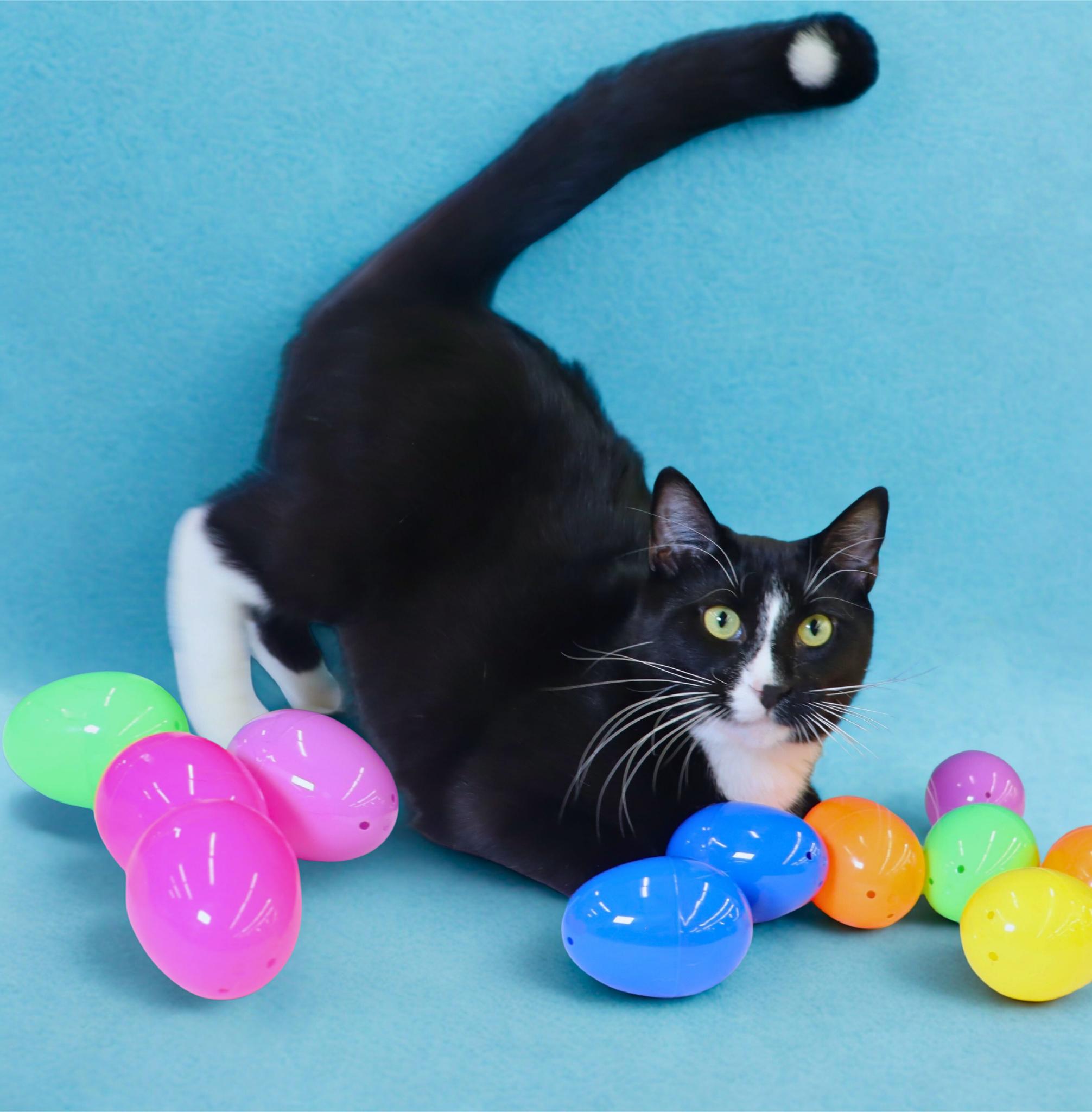 Enlarge Pepé Le Pew - He has a heart on his chest!!!!, a Adoptable Domestic Short Hair in League City, TX image 5/5