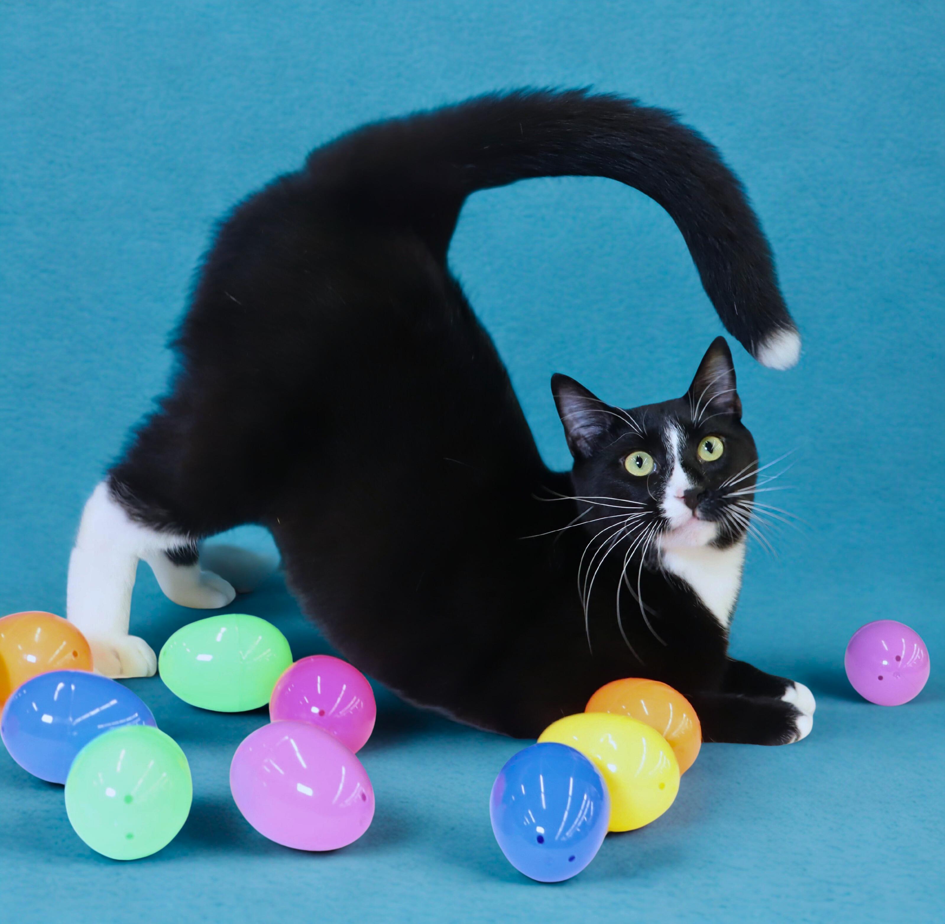 Enlarge Pepé Le Pew - He has a heart on his chest!!!!, a Adoptable Domestic Short Hair in League City, TX image 1/5