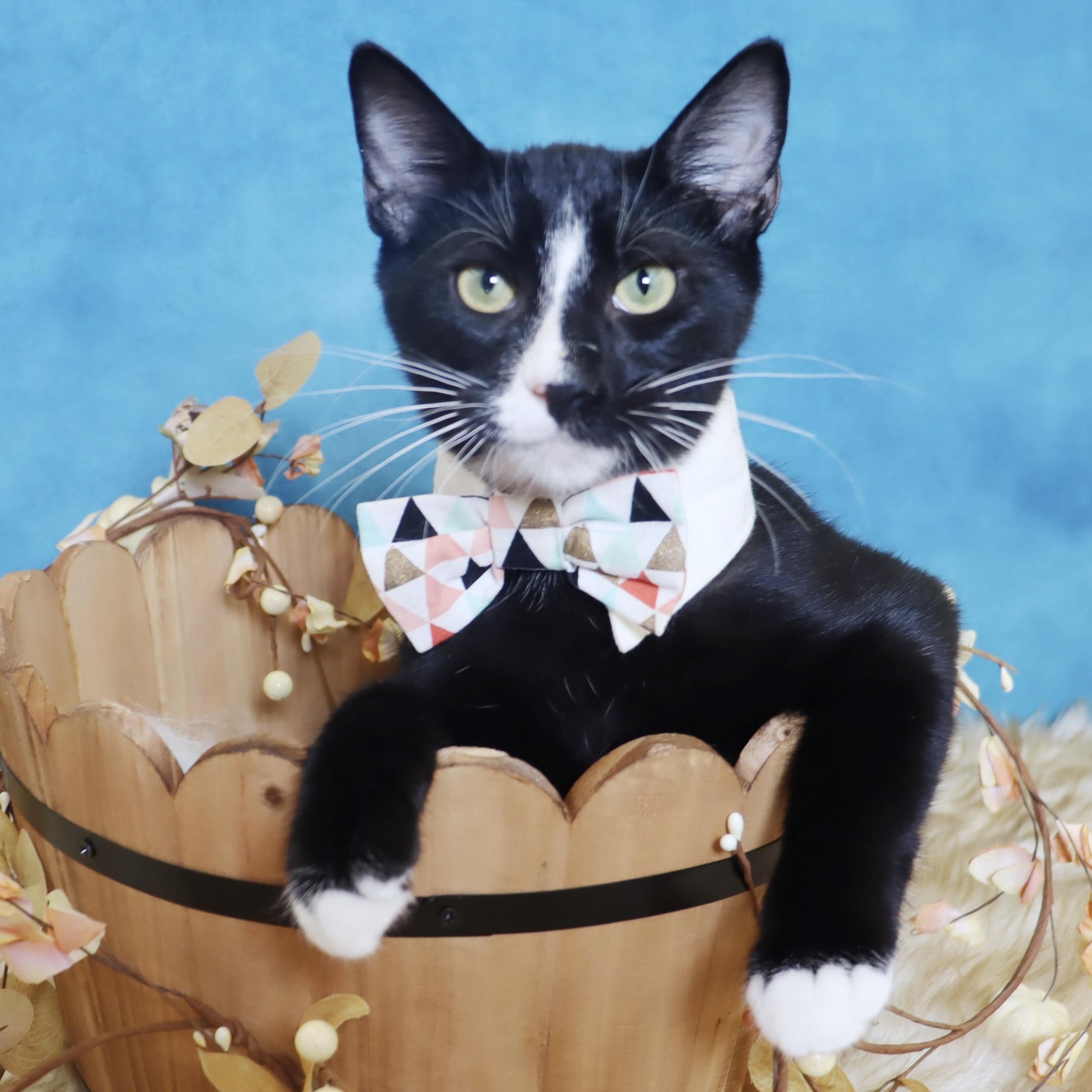 Pepé Le Pew - He has a heart on his chest!!!!, a Adoptable Domestic Short Hair in League City, TX image 6/6