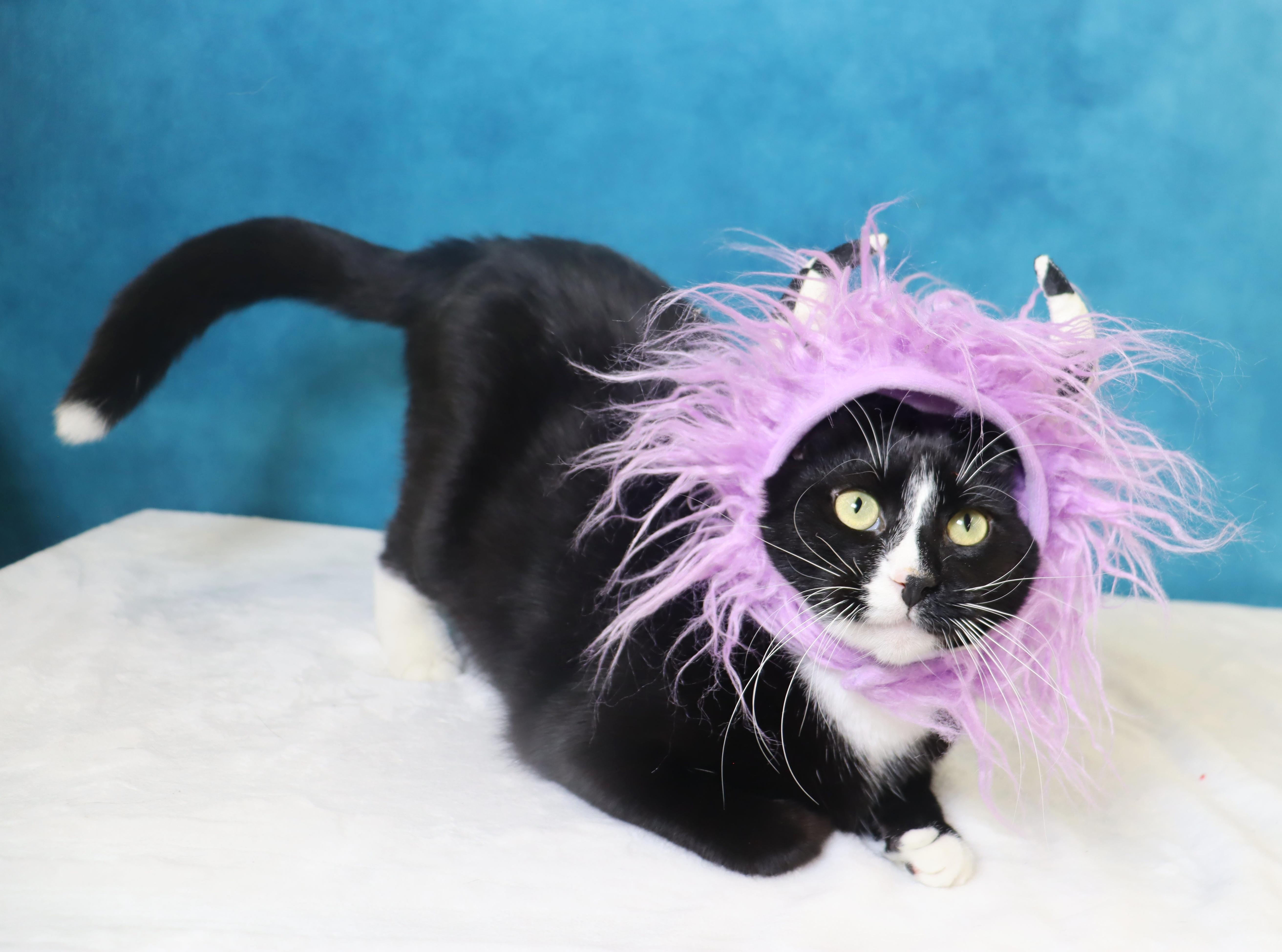 Enlarge Pepé Le Pew - HEART on his chest - SWEET Boy, a Adoptable Domestic Short Hair in League City, TX image 6/6