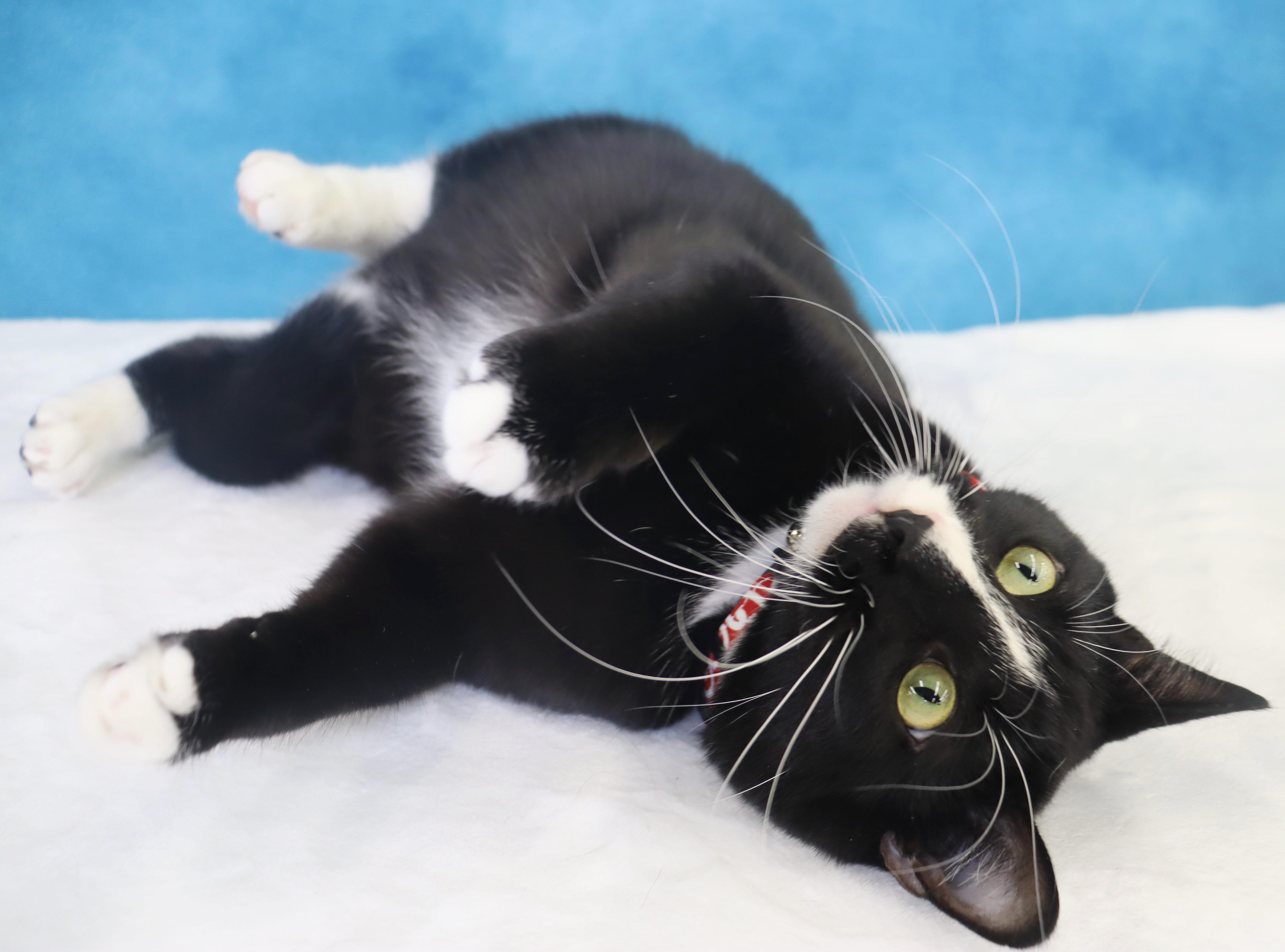 Pepé Le Pew - HEART on his chest - SWEET Boy, Adoptable, Young Male Domestic Short Hair.