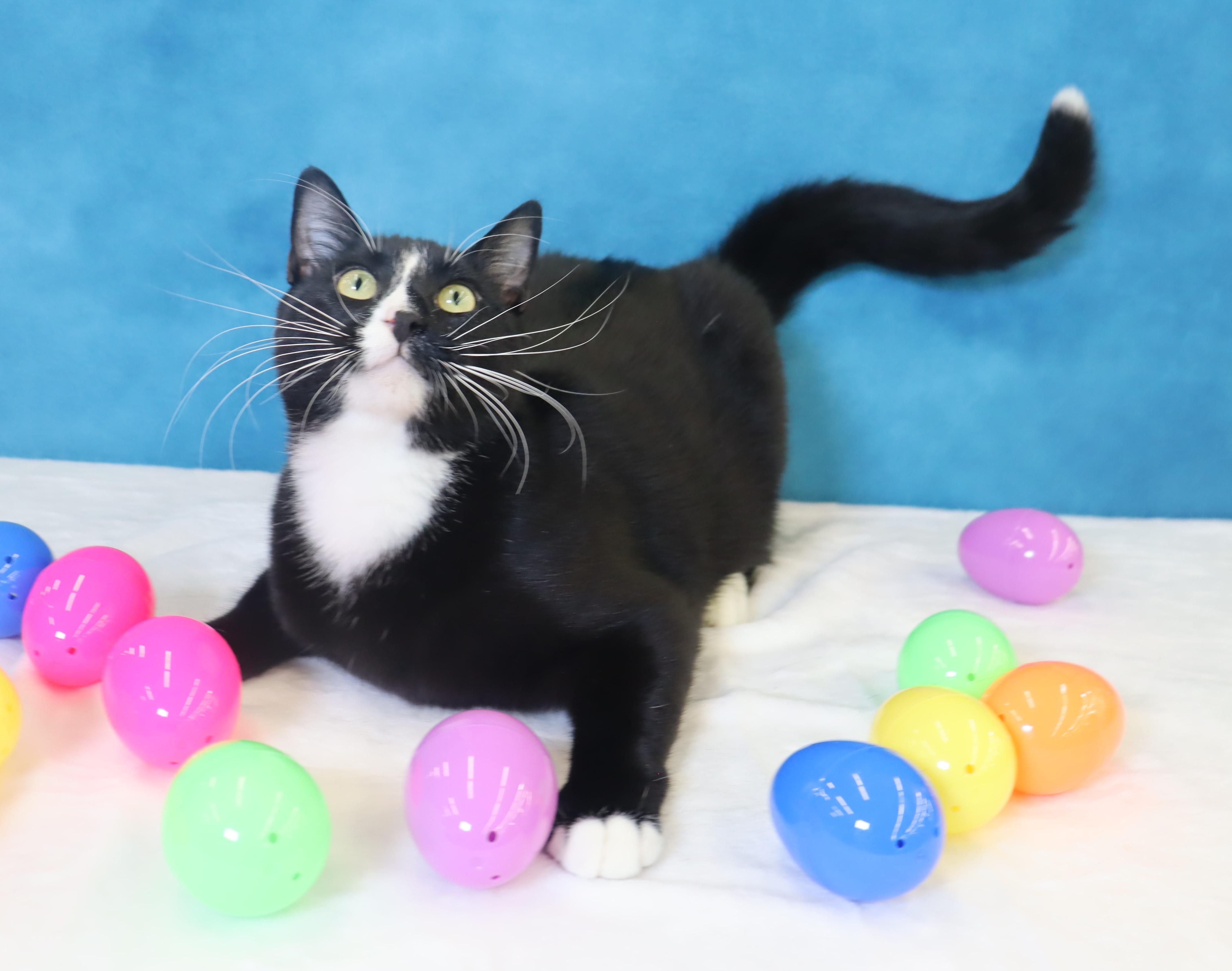 Enlarge Pepé Le Pew - He has a heart on his chest!!!!, a Adoptable Domestic Short Hair in League City, TX image 3/5