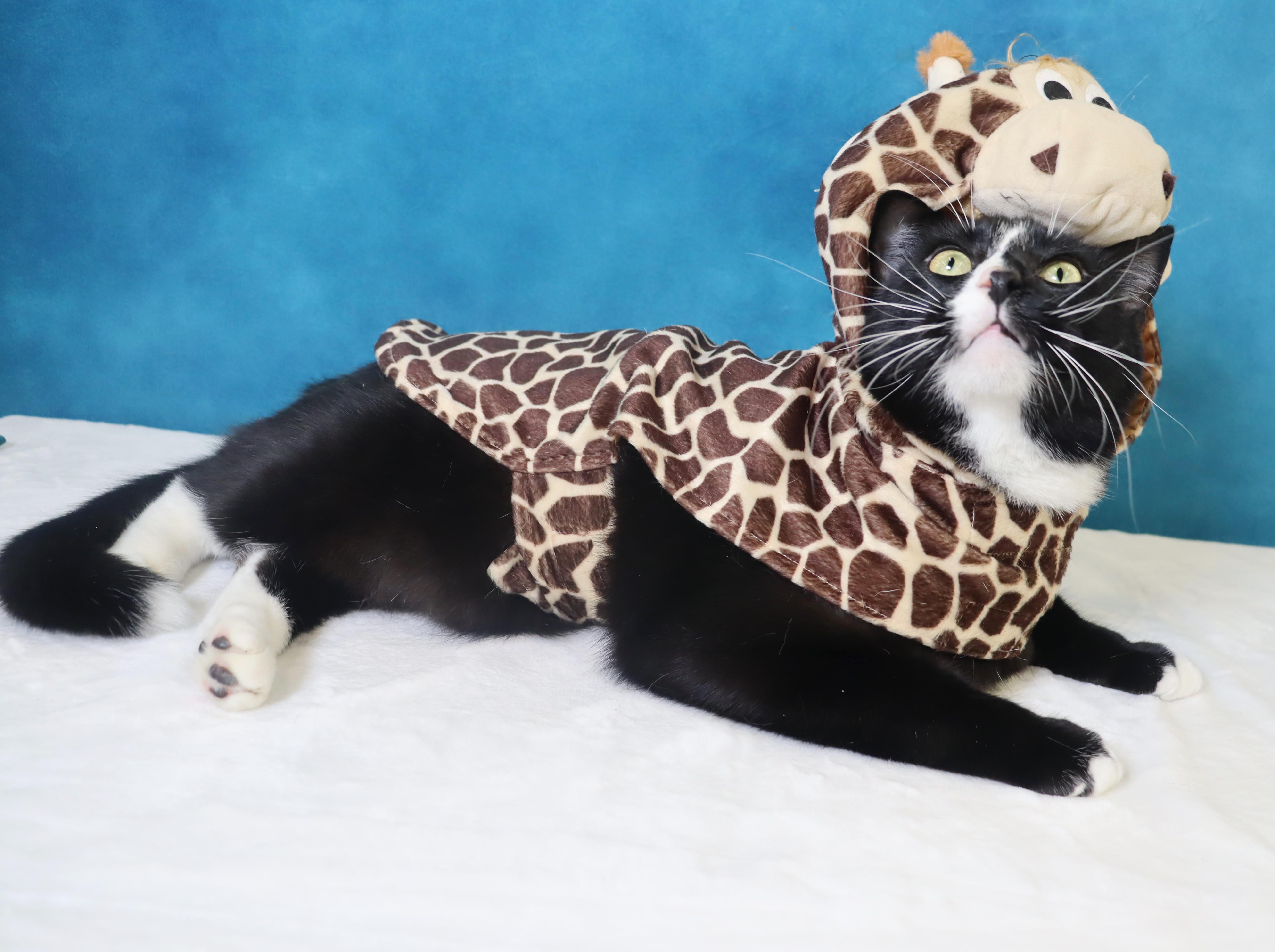 Enlarge Pepé Le Pew - HEART on his chest - SWEET Boy, a Adoptable Domestic Short Hair in League City, TX image 3/6