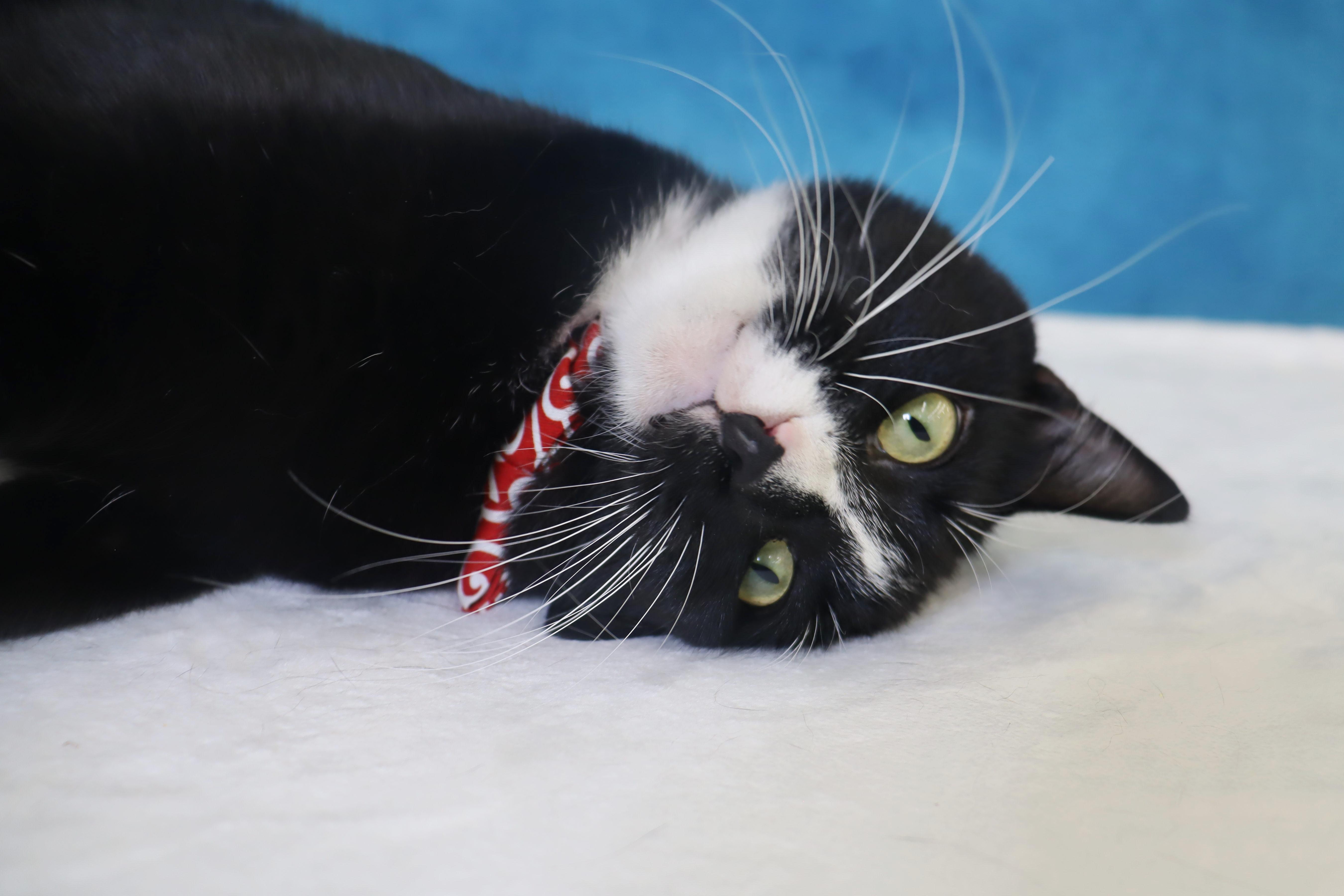 Enlarge Pepé Le Pew - HEART on his chest - SWEET Boy, a Adoptable Domestic Short Hair in League City, TX image 6/6