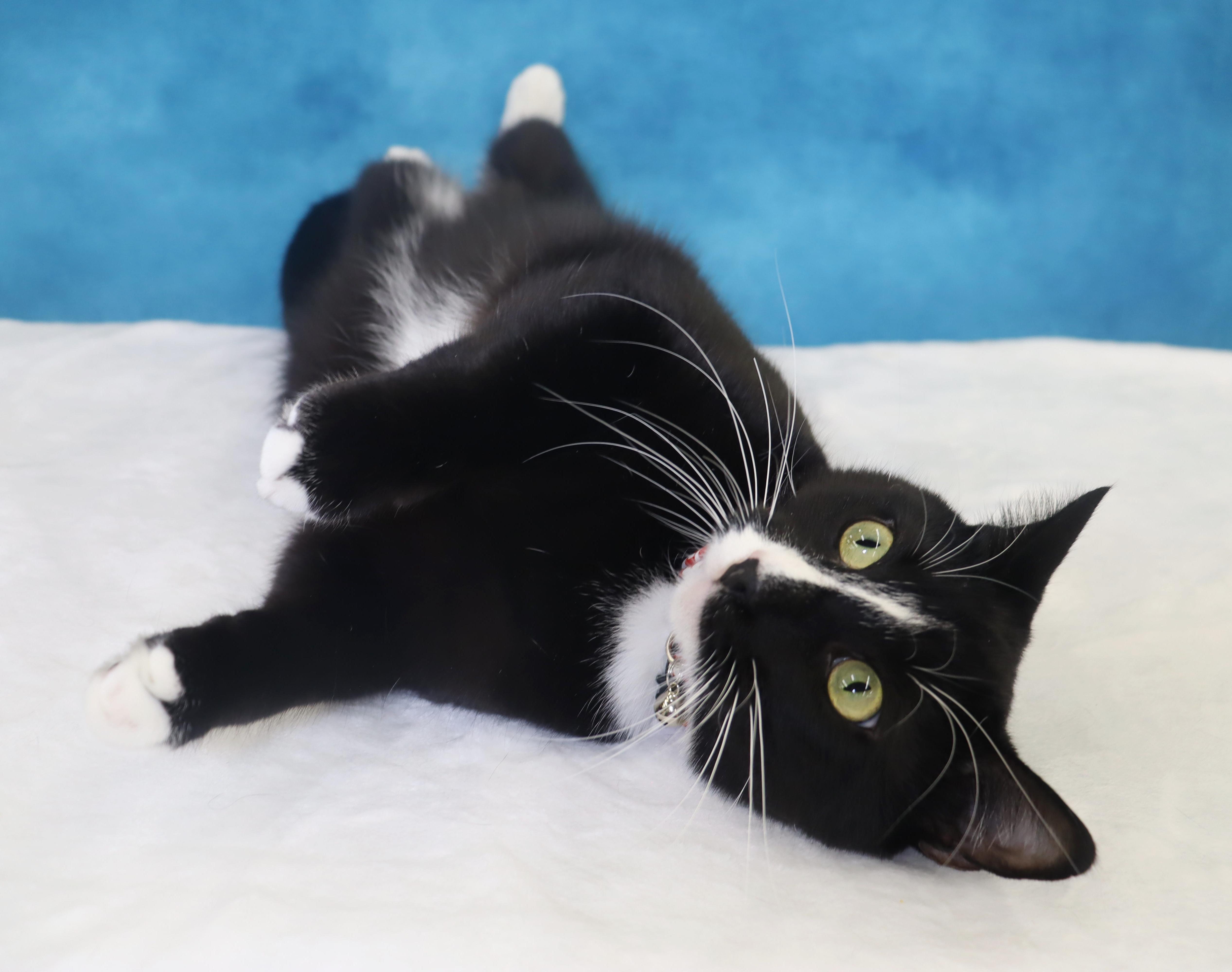 Enlarge Pepé Le Pew - HEART on his chest - SWEET Boy, a Adoptable Domestic Short Hair in League City, TX image 5/6
