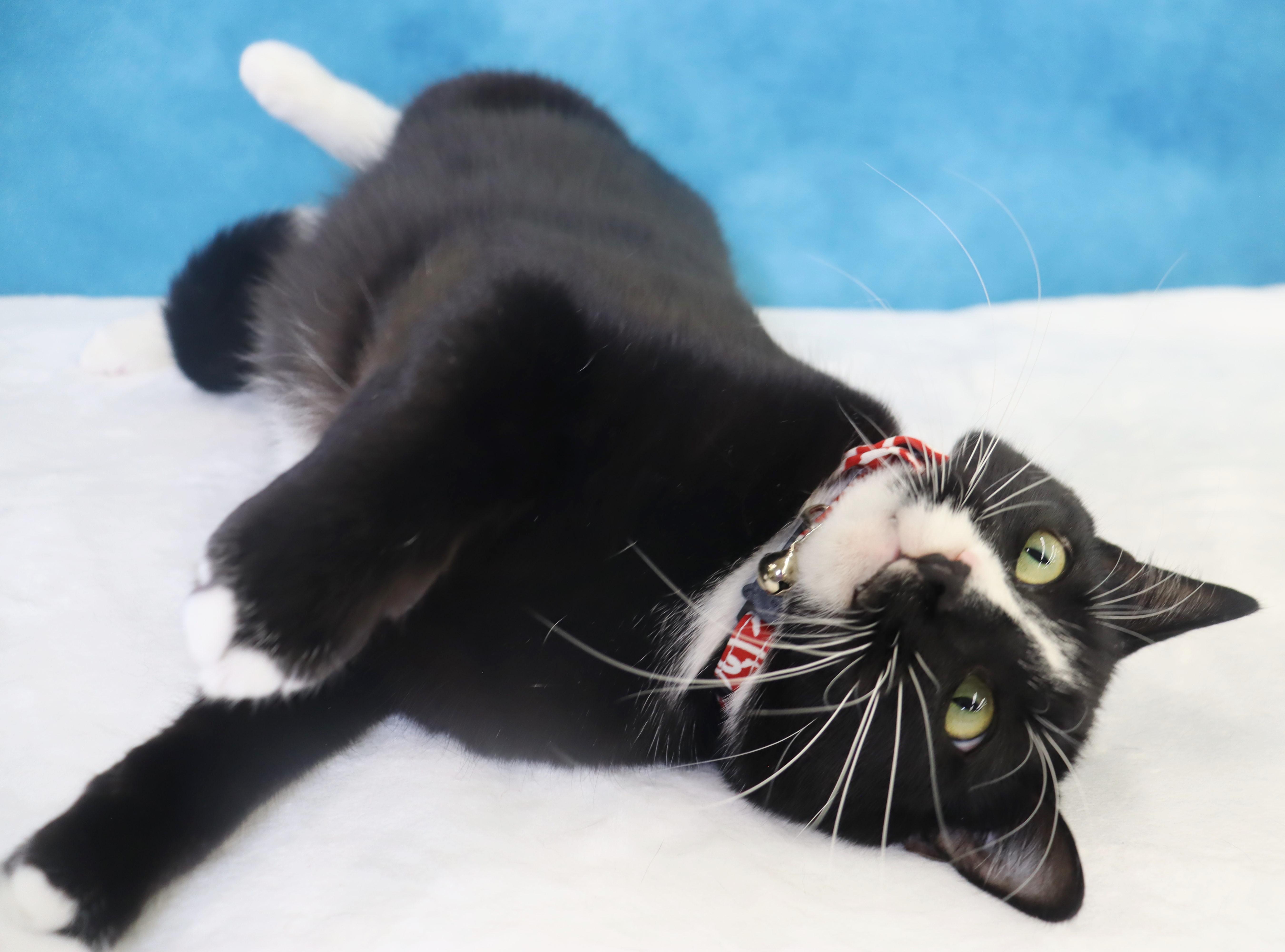 Enlarge Pepé Le Pew - HEART on his chest - SWEET Boy, a Adoptable Domestic Short Hair in League City, TX image 3/6