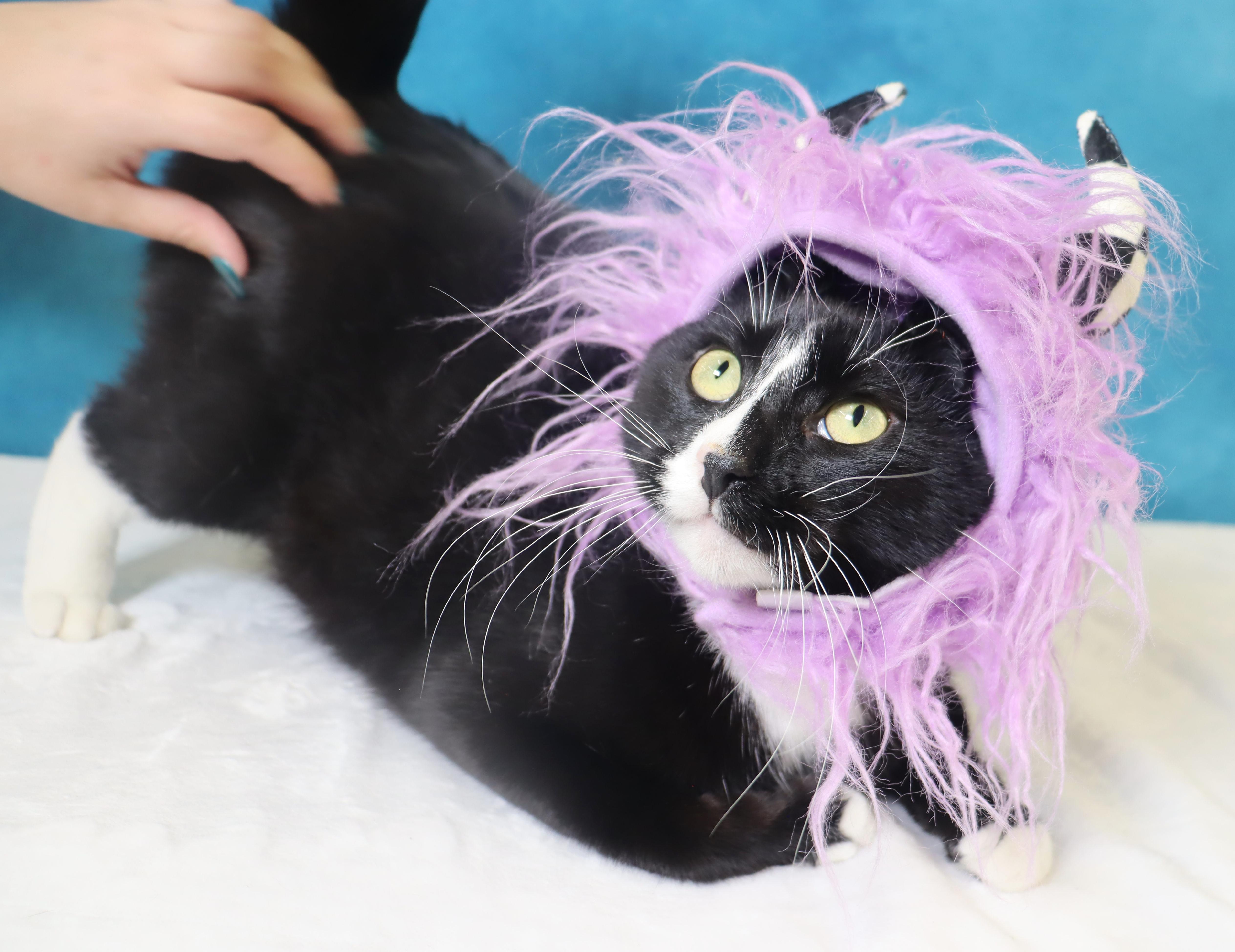 Enlarge Pepé Le Pew - HEART on his chest - SWEET Boy, a Adoptable Domestic Short Hair in League City, TX image 4/6