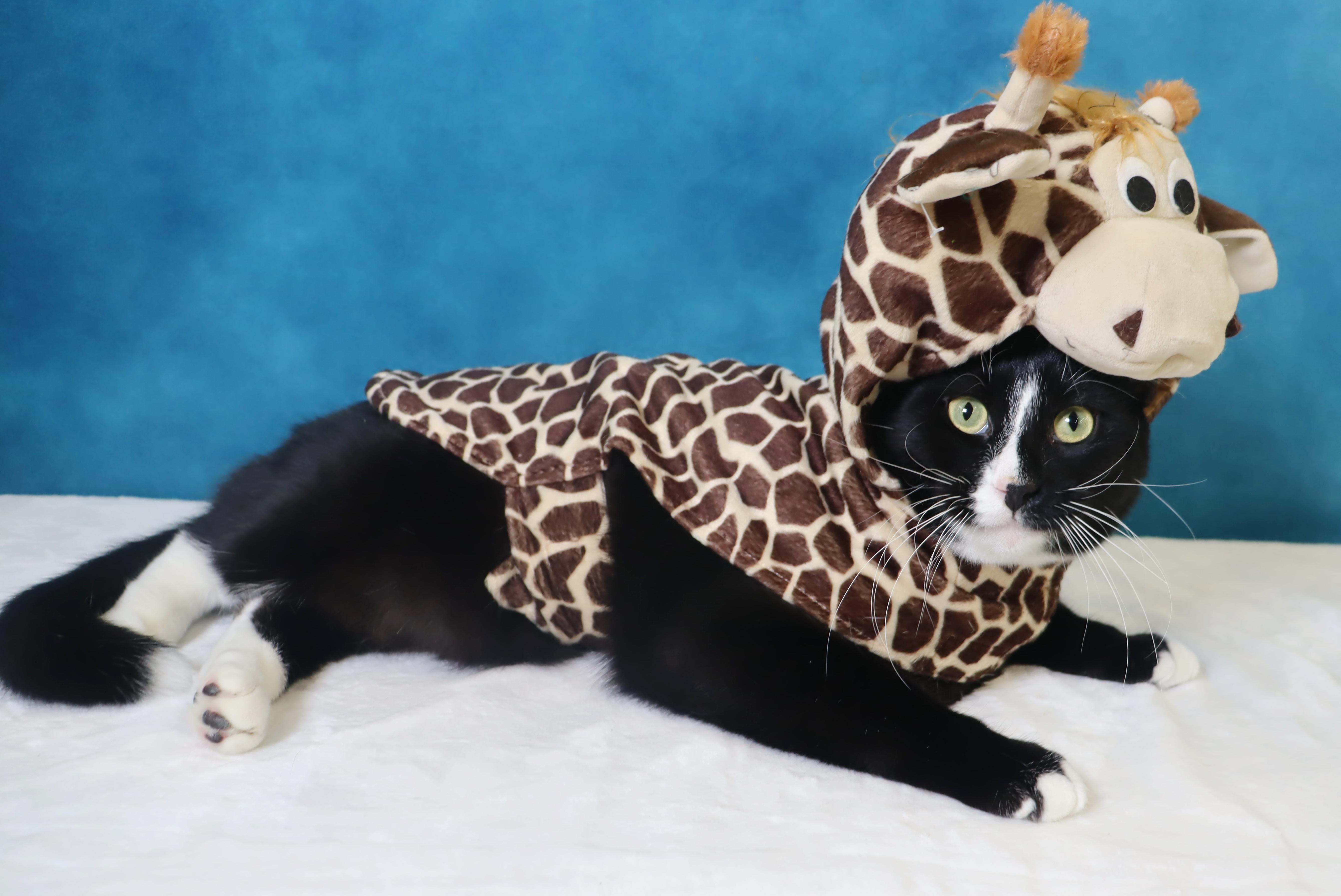Enlarge Pepé Le Pew - HEART on his chest - SWEET Boy, a Adoptable Domestic Short Hair in League City, TX image 5/6