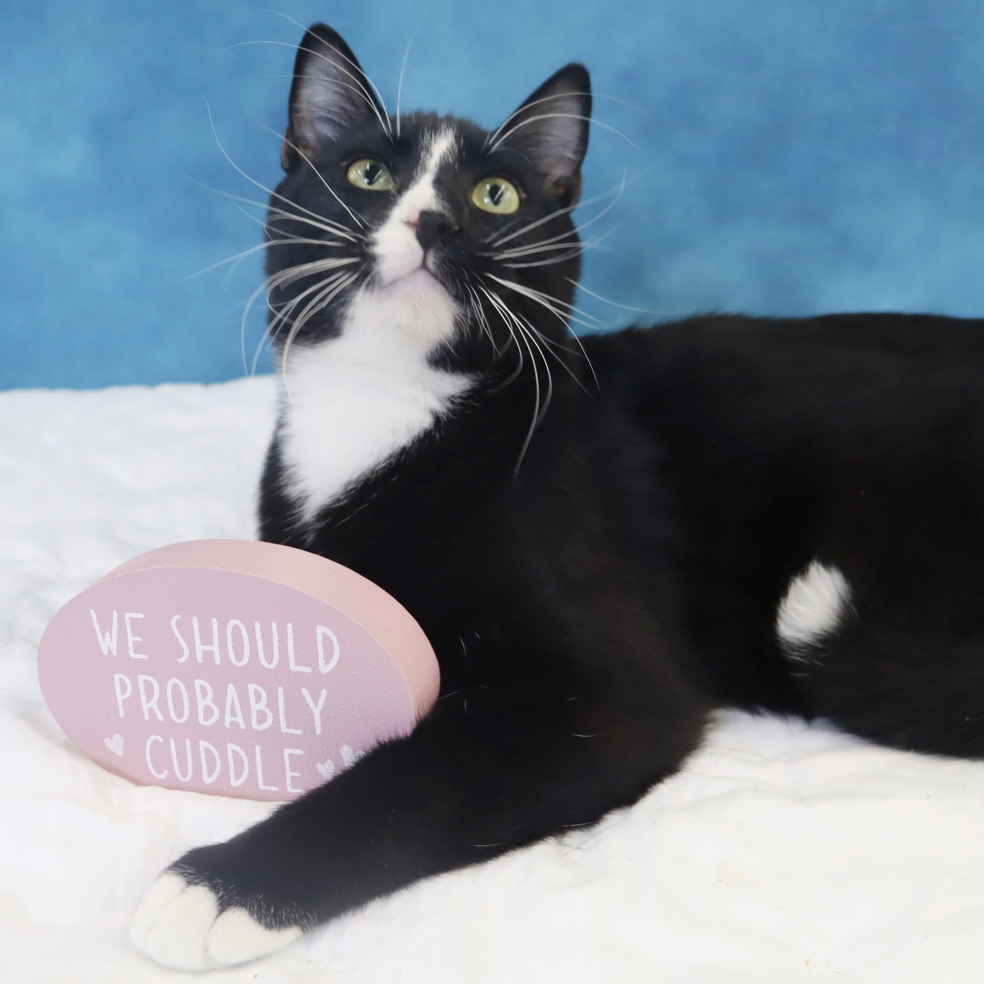 Pepé Le Pew - He has a heart on his chest!!!!, a Adoptable Domestic Short Hair in League City, TX image 1/6
