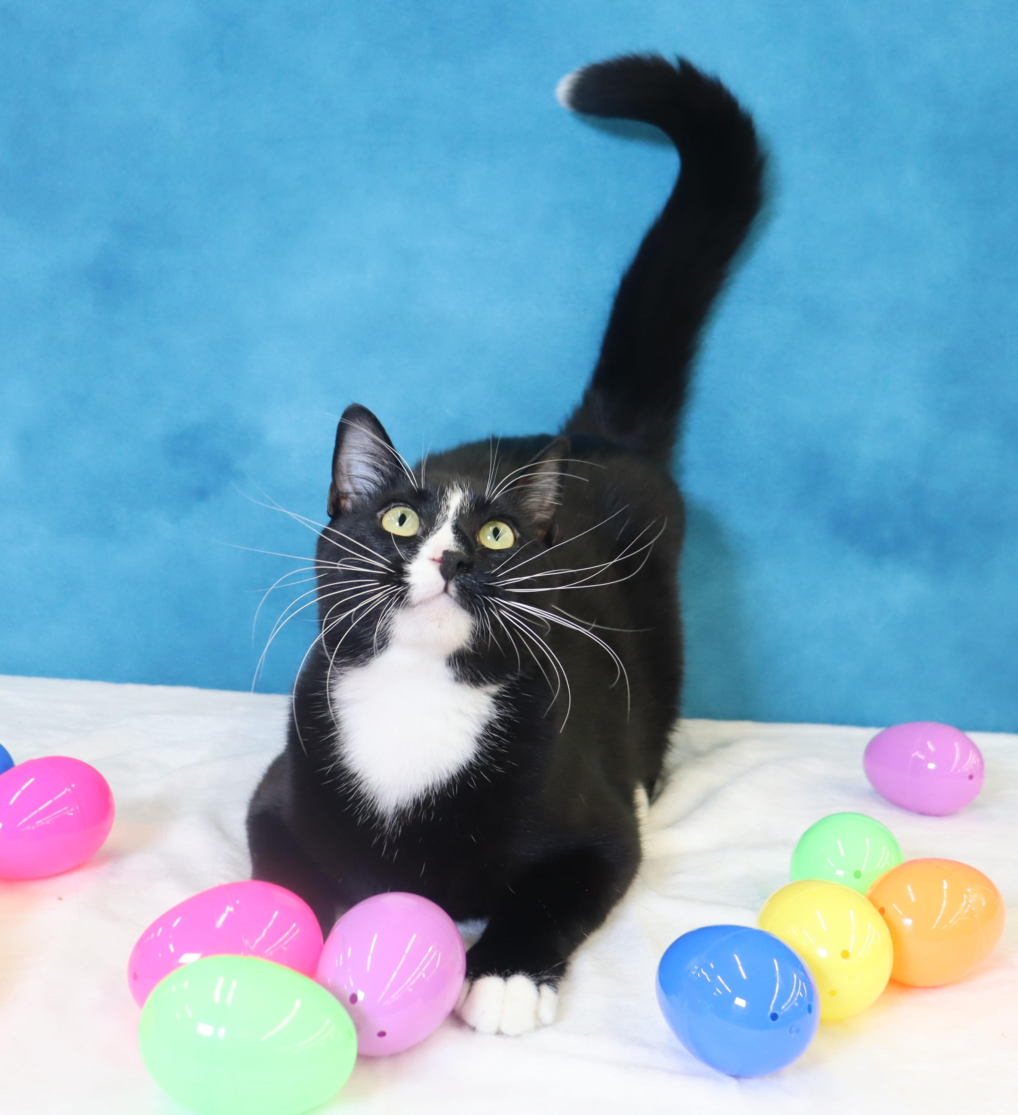 Enlarge Pepé Le Pew - He has a heart on his chest!!!!, a Adoptable Domestic Short Hair in League City, TX image 4/5