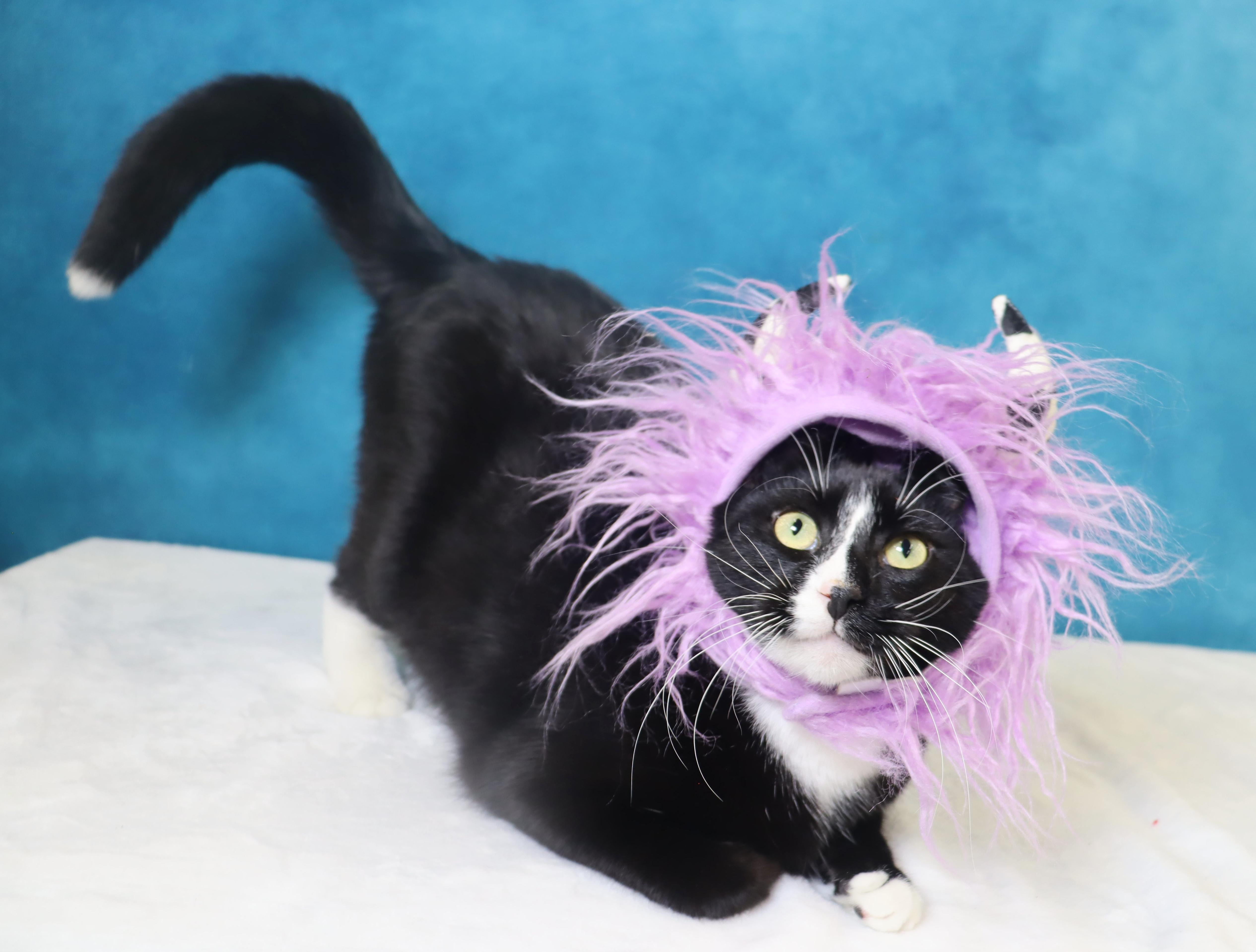 Pepé Le Pew - HEART on his chest - SWEET Boy, Adoptable, Young Male Domestic Short Hair.