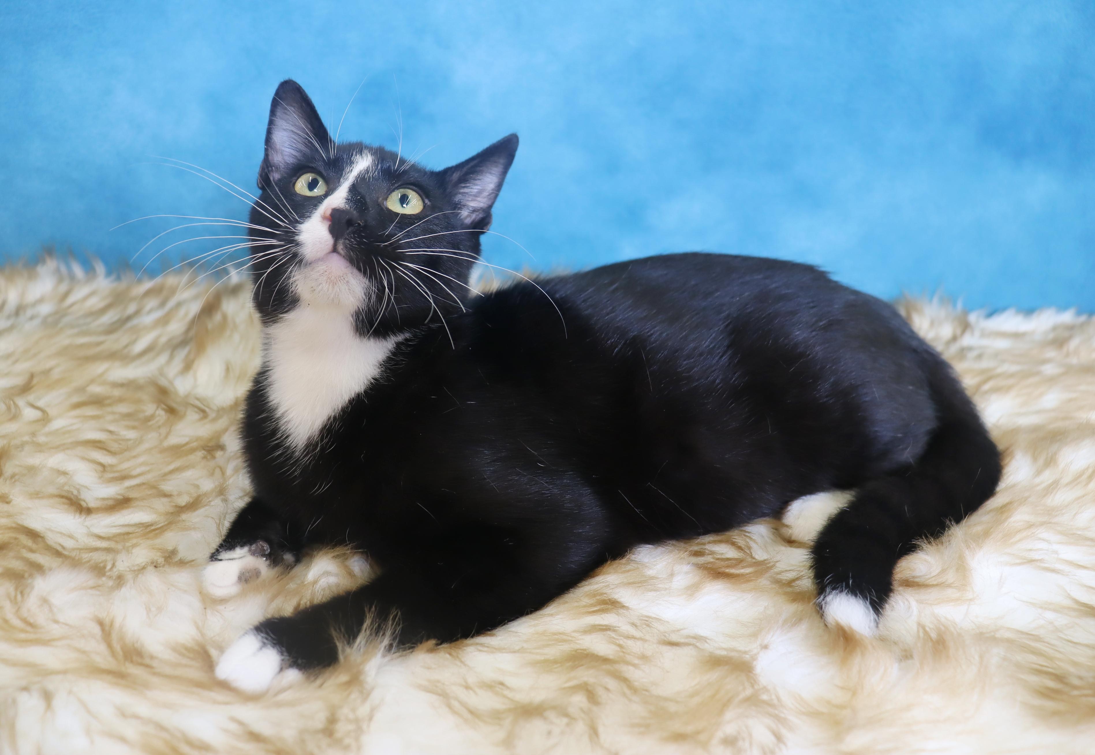 Pepé Le Pew - He has a heart on his chest!!!!