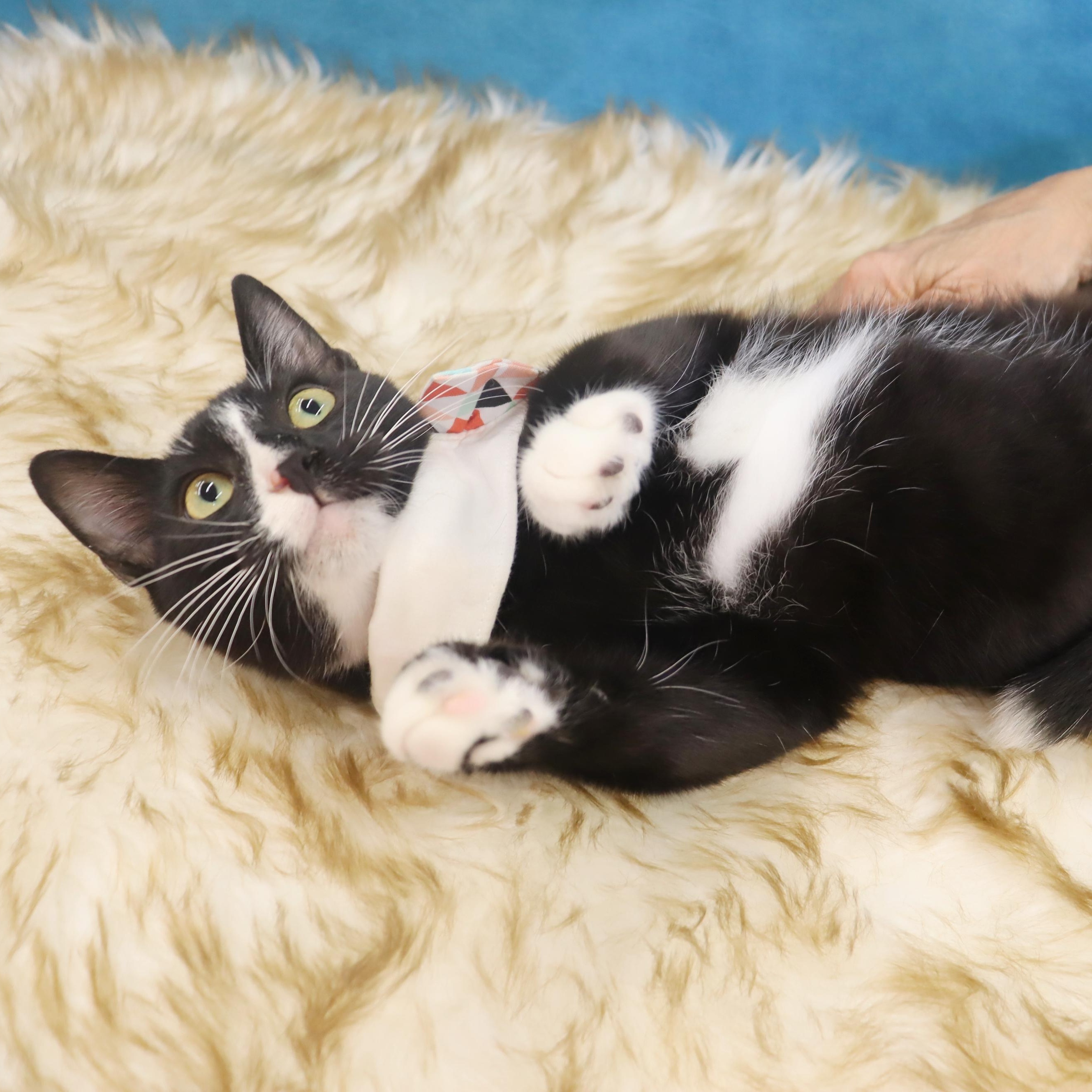 Pepé Le Pew - He has a heart on his chest!!!!, a Adoptable Domestic Short Hair in League City, TX image 4/6