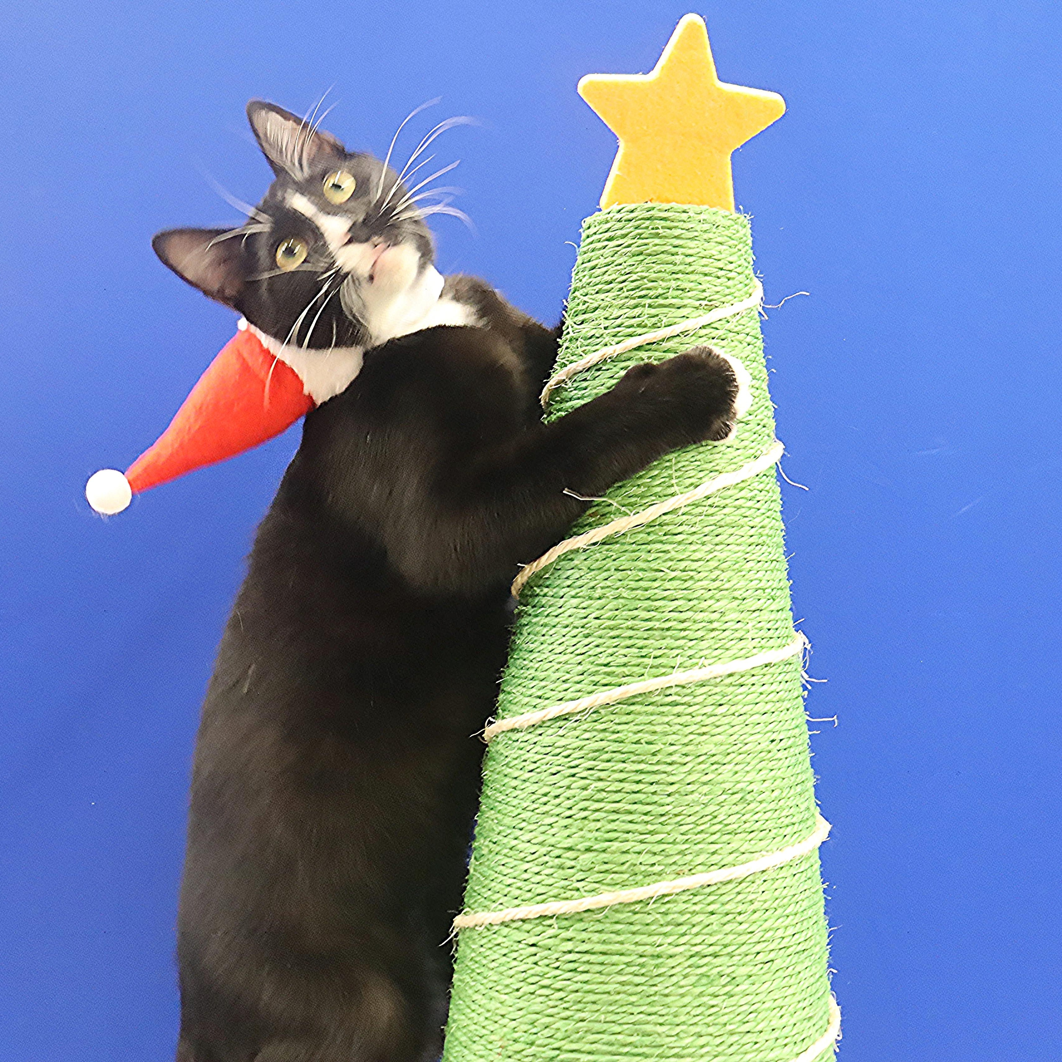 Pepé Le Pew - He has a heart on his chest!!!!, a Adoptable Domestic Short Hair in League City, TX image 3/6