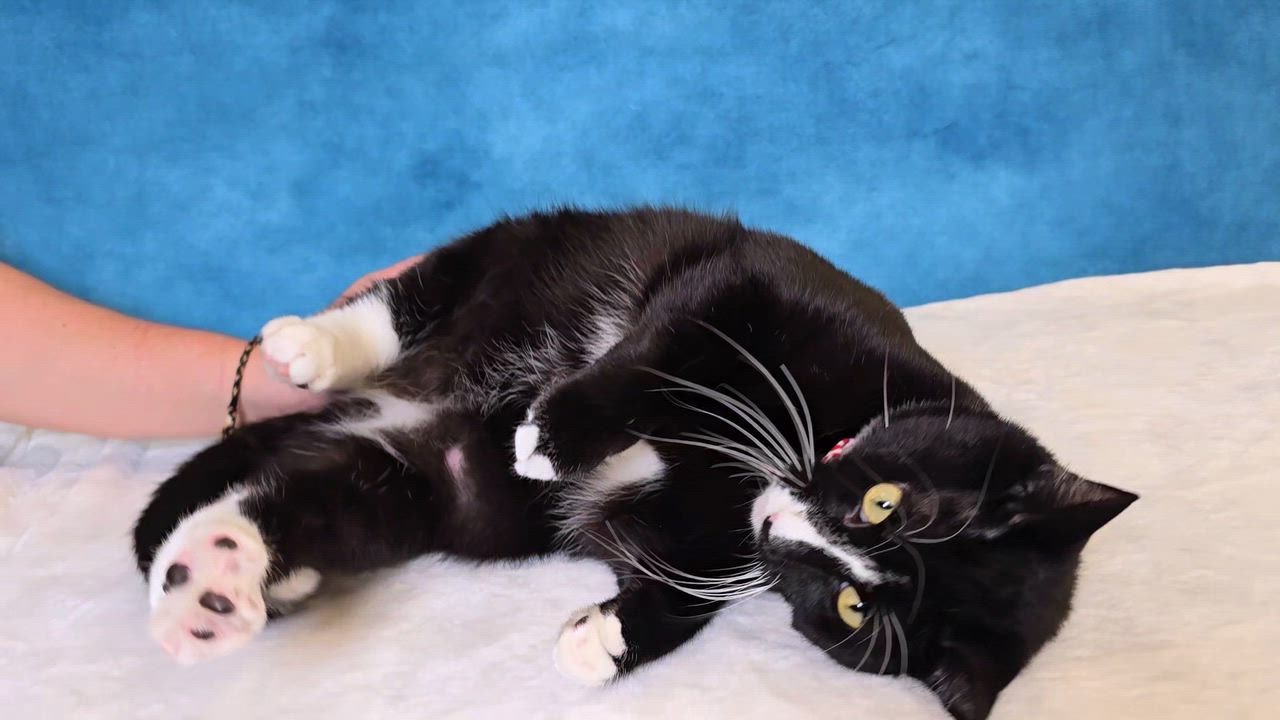 Enlarge Pepé Le Pew - HEART on his chest - SWEET Boy, a Adoptable Domestic Short Hair in League City, TX video 1/6