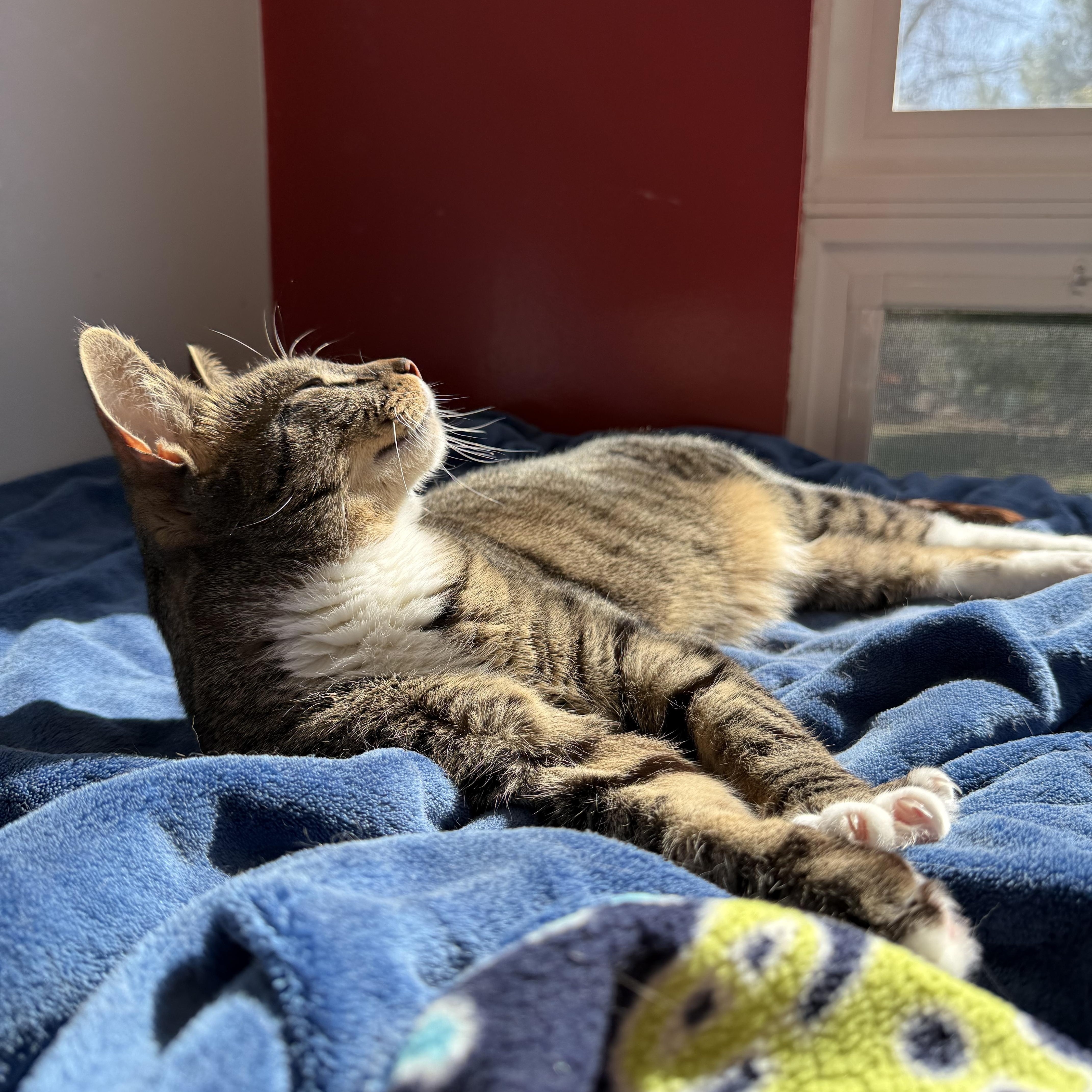 Enlarge Koala, a Adoptable Domestic Short Hair in North Haven, CT image 3/4