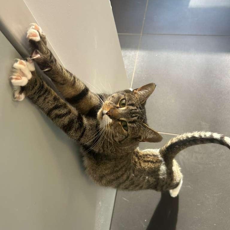 Enlarge Koala, a Adoptable Domestic Short Hair in North Haven, CT image 1/2