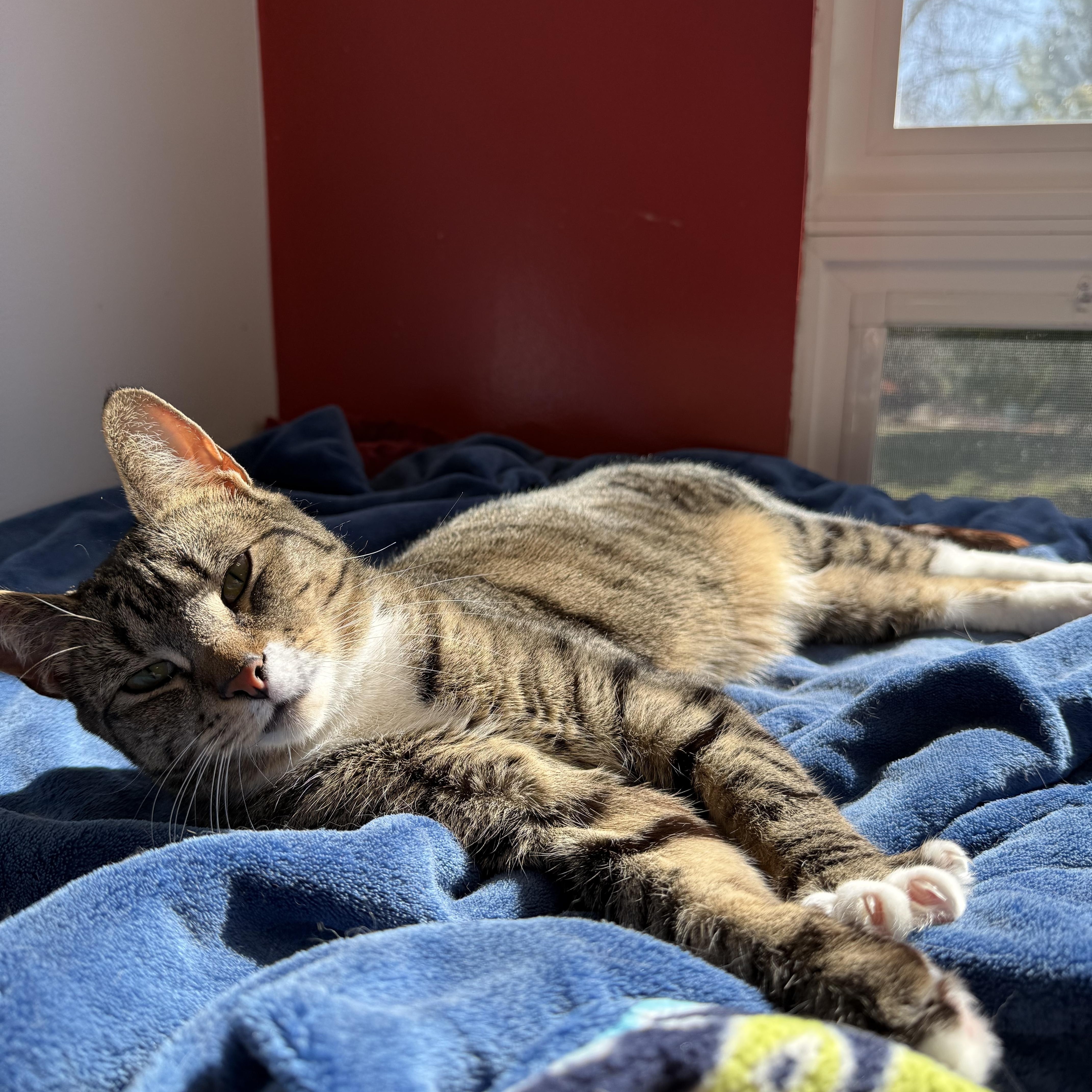 Enlarge Koala, a Adoptable Domestic Short Hair in North Haven, CT image 4/4