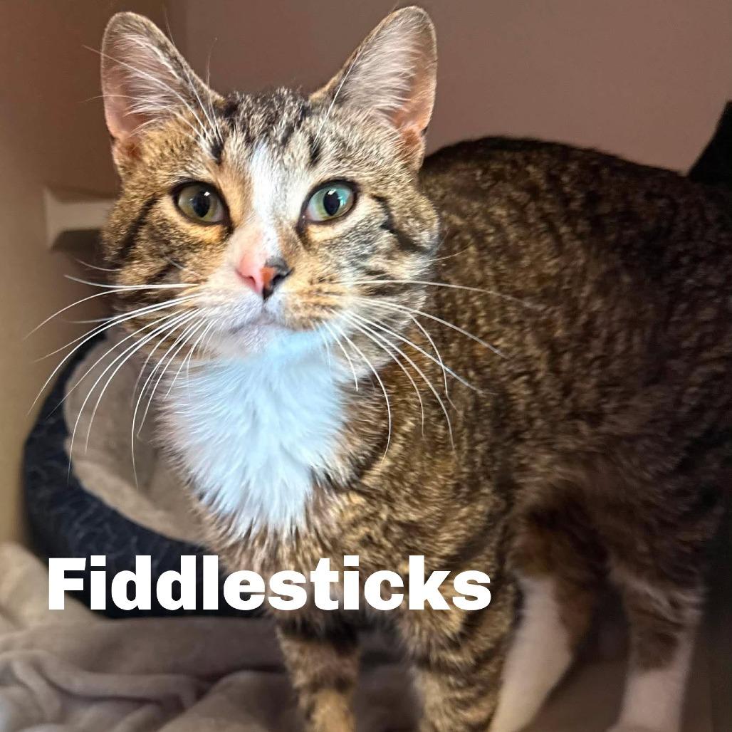 Fiddlesticks 260453, Adoptable, Young Male Domestic Short Hair.