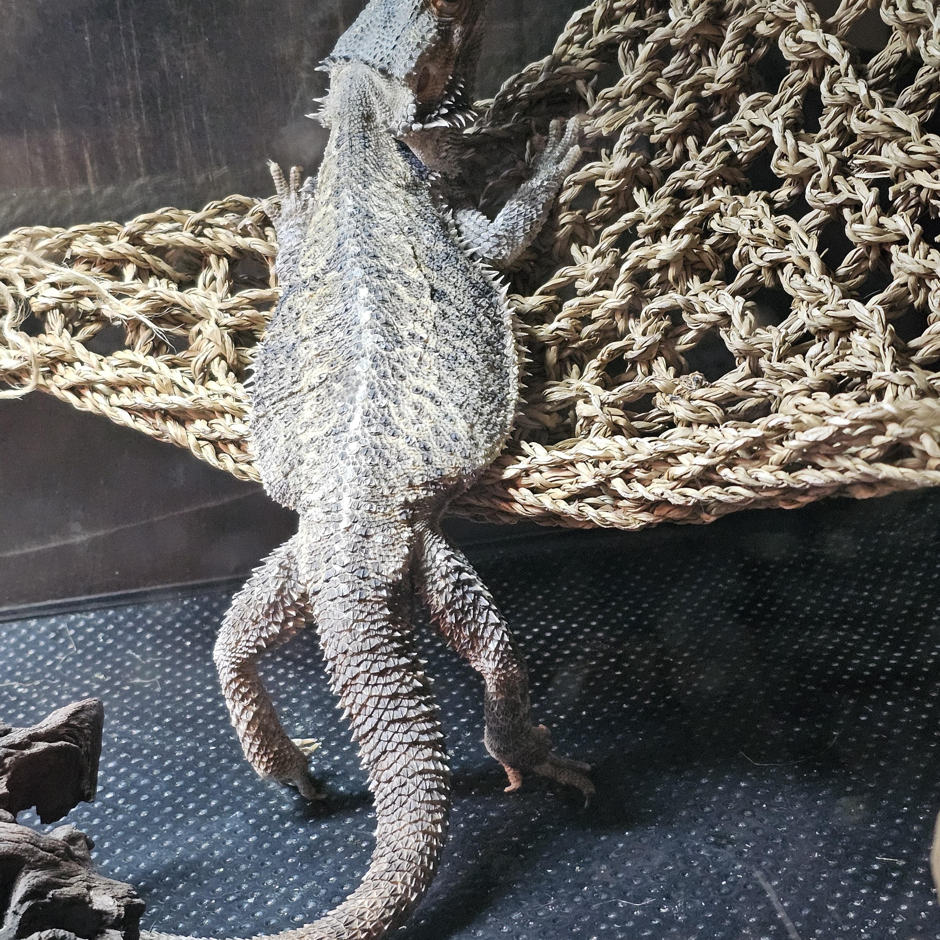 Enlarge Cleo, a Adopted Bearded Dragon in Tucson, AZ image 2/4