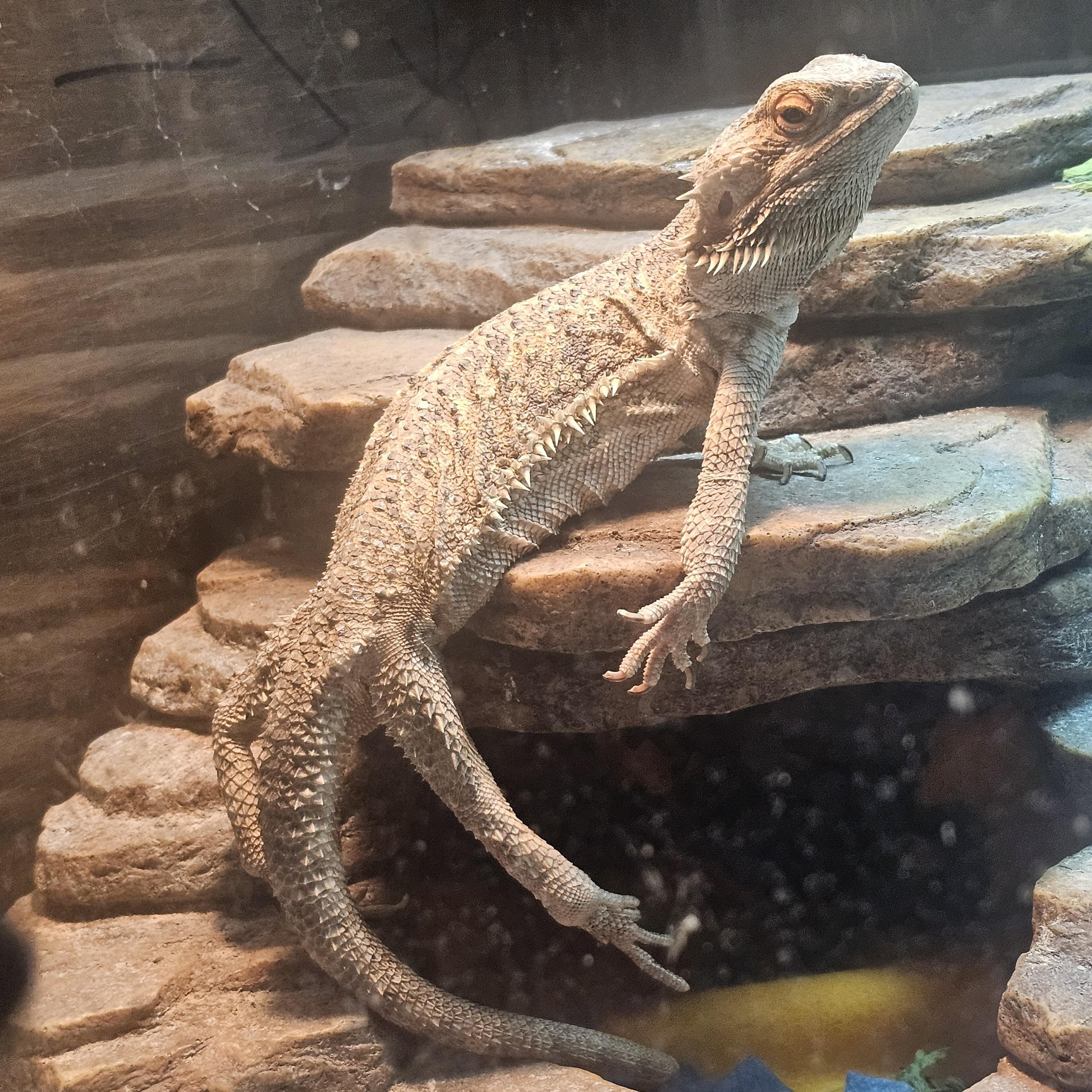 Enlarge Cleo, a Adopted Bearded Dragon in Tucson, AZ image 1/4