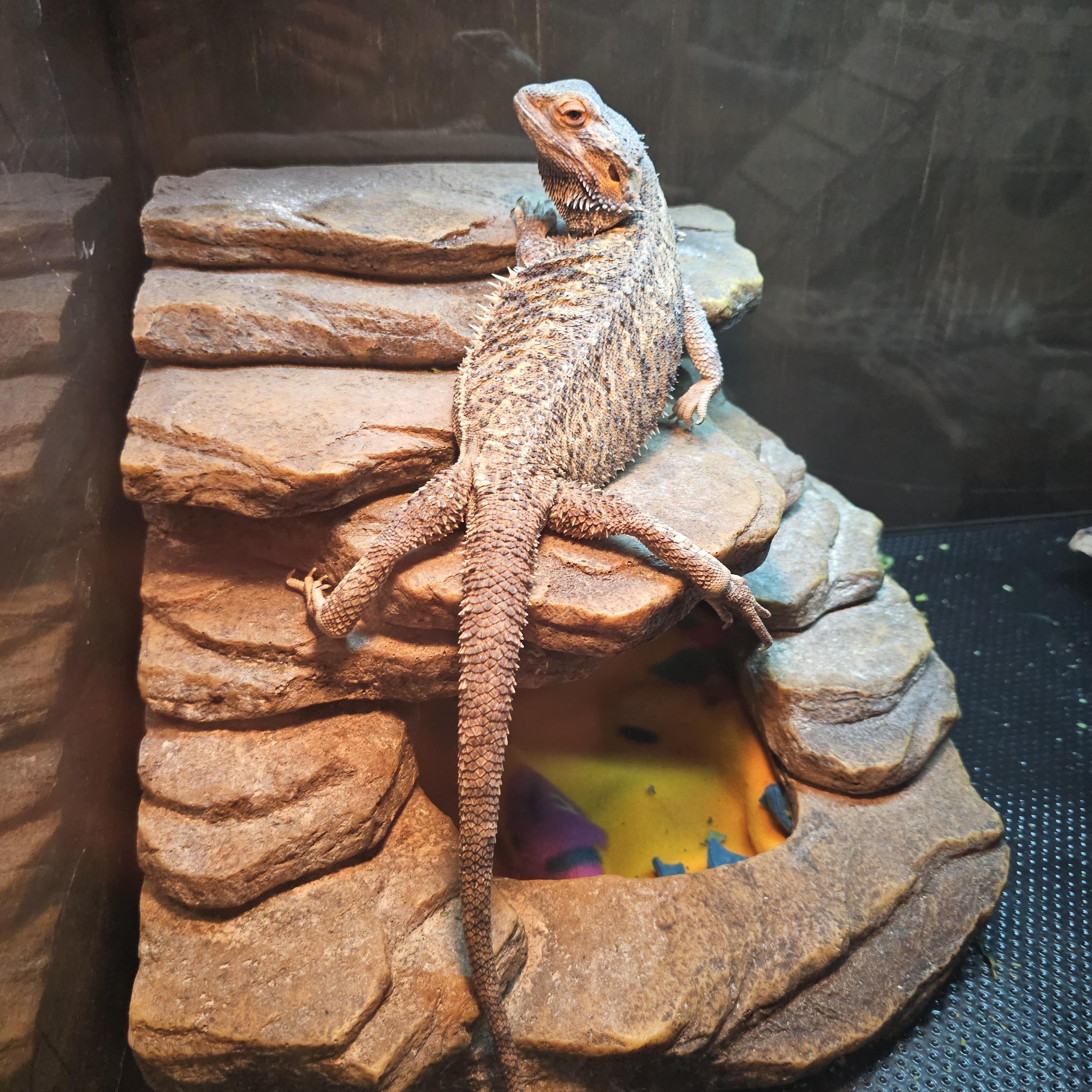 Enlarge Cleo, a Adopted Bearded Dragon in Tucson, AZ image 3/4