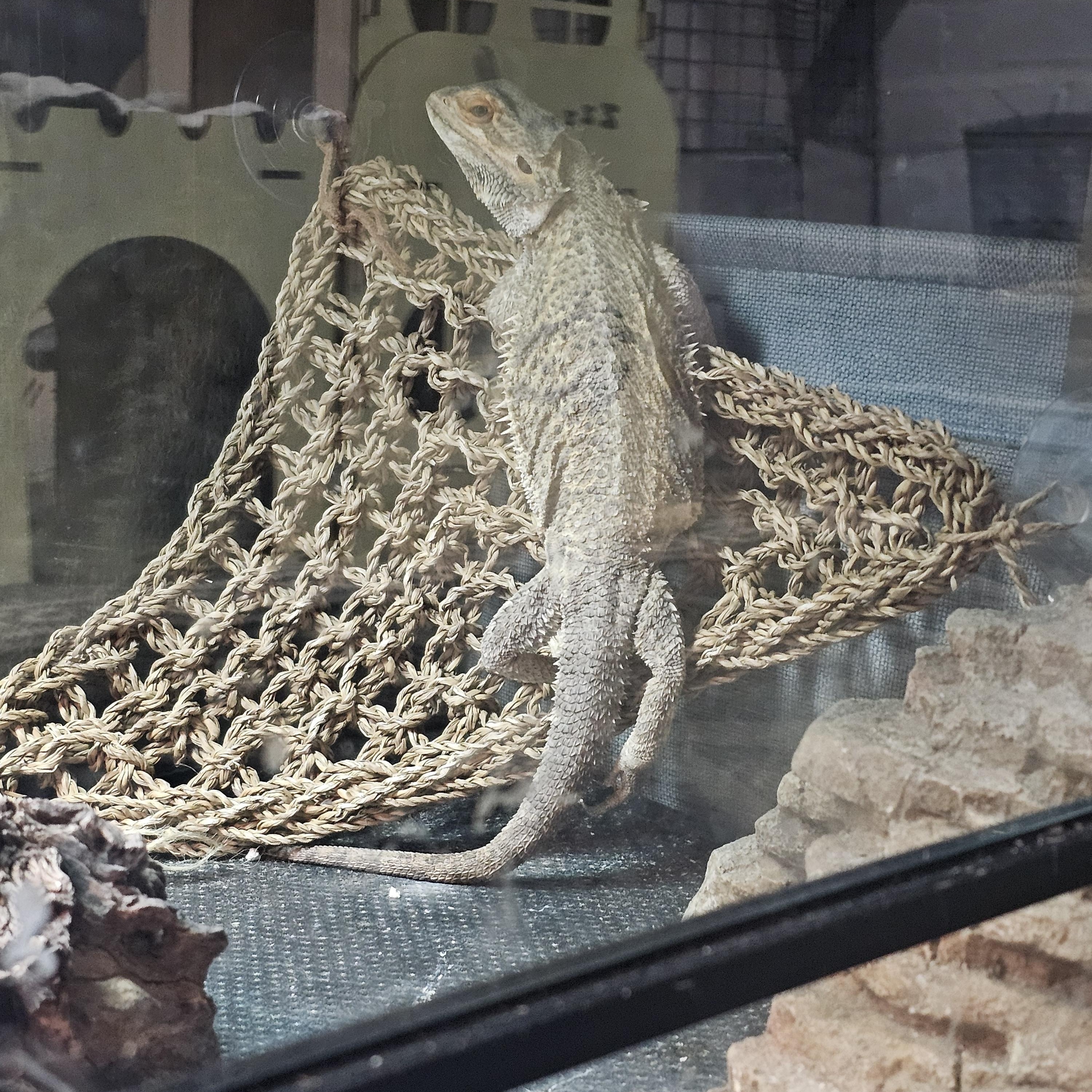 Enlarge Cleo, a Adopted Bearded Dragon in Tucson, AZ image 4/4
