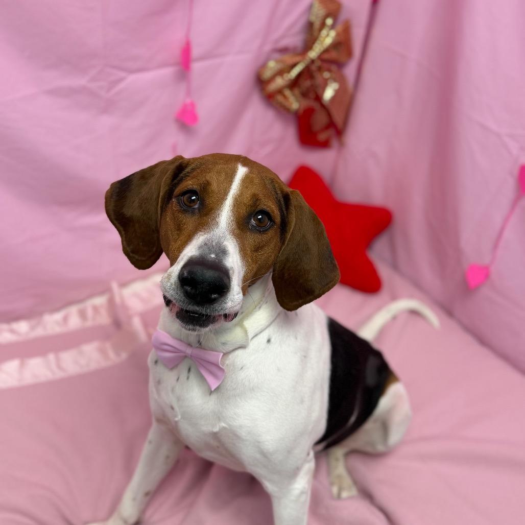 Roxy, Adoptable, Adult Female Treeing Walker Coonhound.