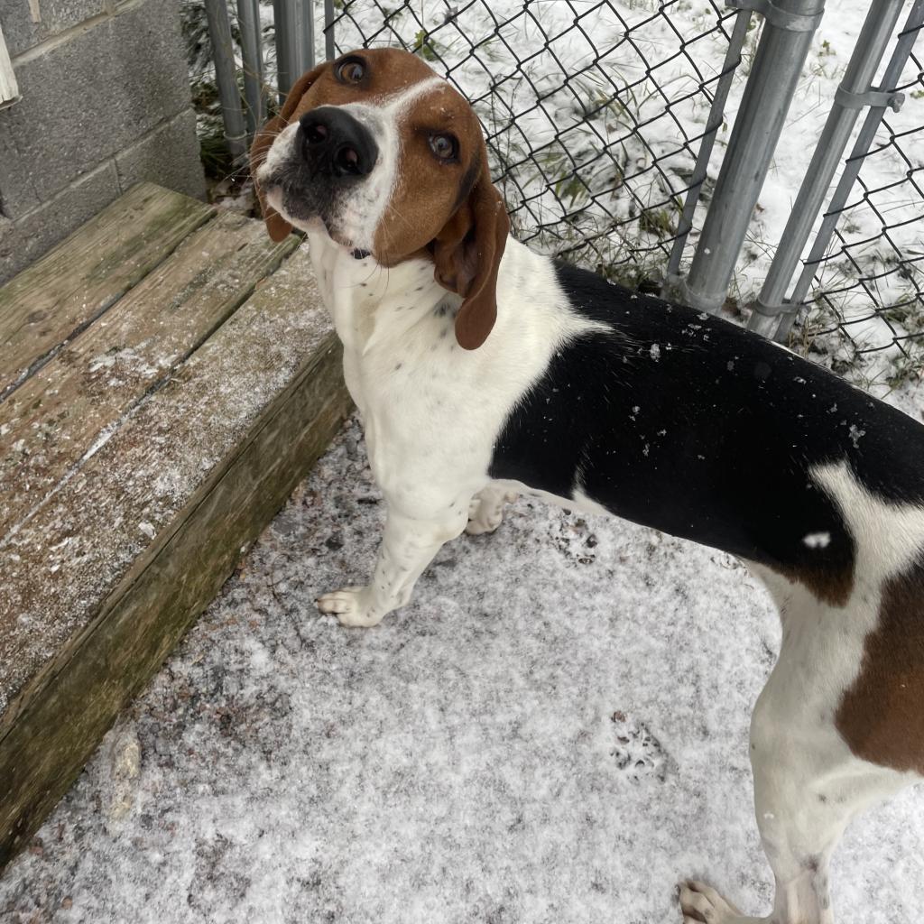 Roxy, Adoptable, Adult Female Treeing Walker Coonhound.