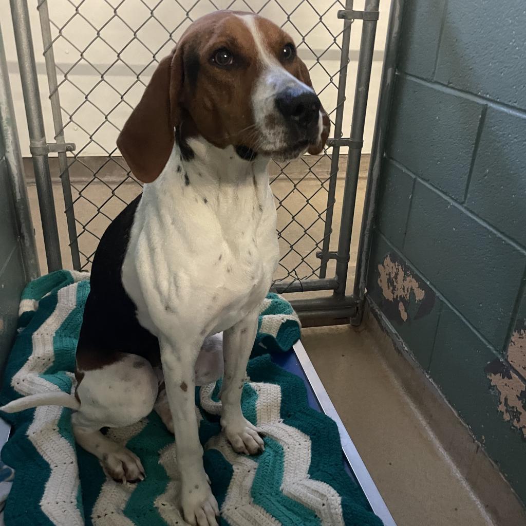 Enlarge Roxy, a Adoptable Treeing Walker Coonhound in Watertown, NY image 3/4