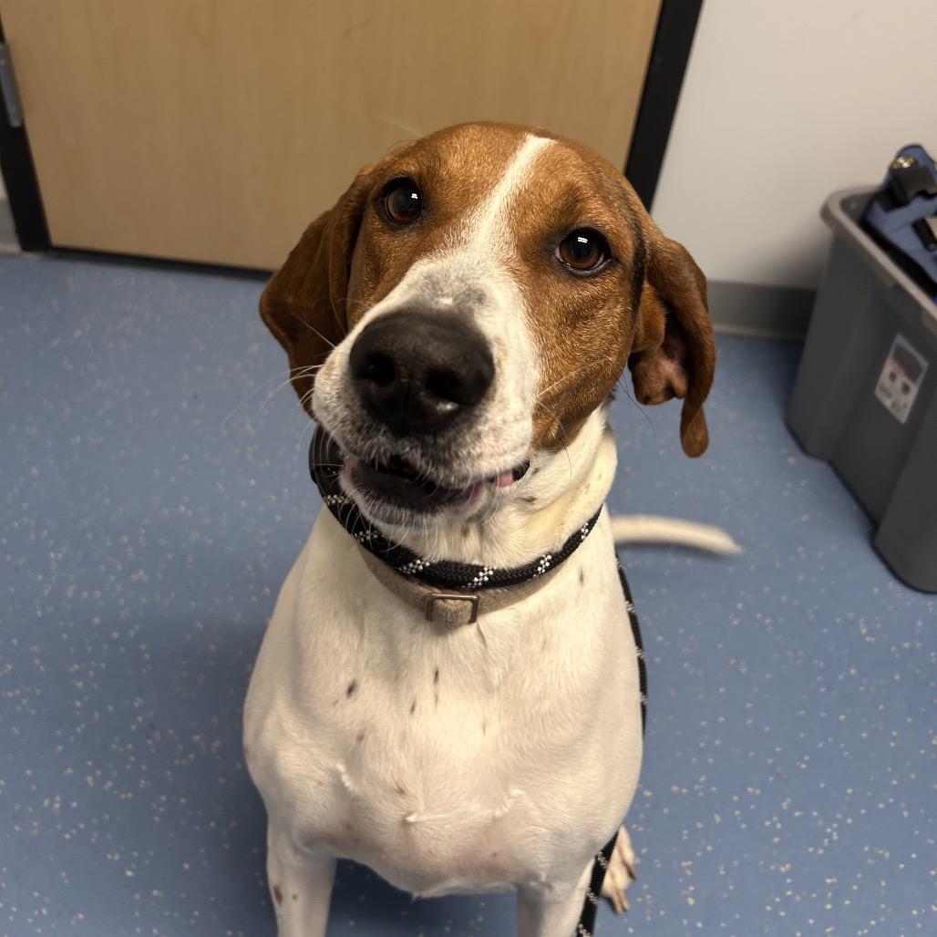 Enlarge Roxy, a Adoptable Treeing Walker Coonhound in Watertown, NY image 4/4