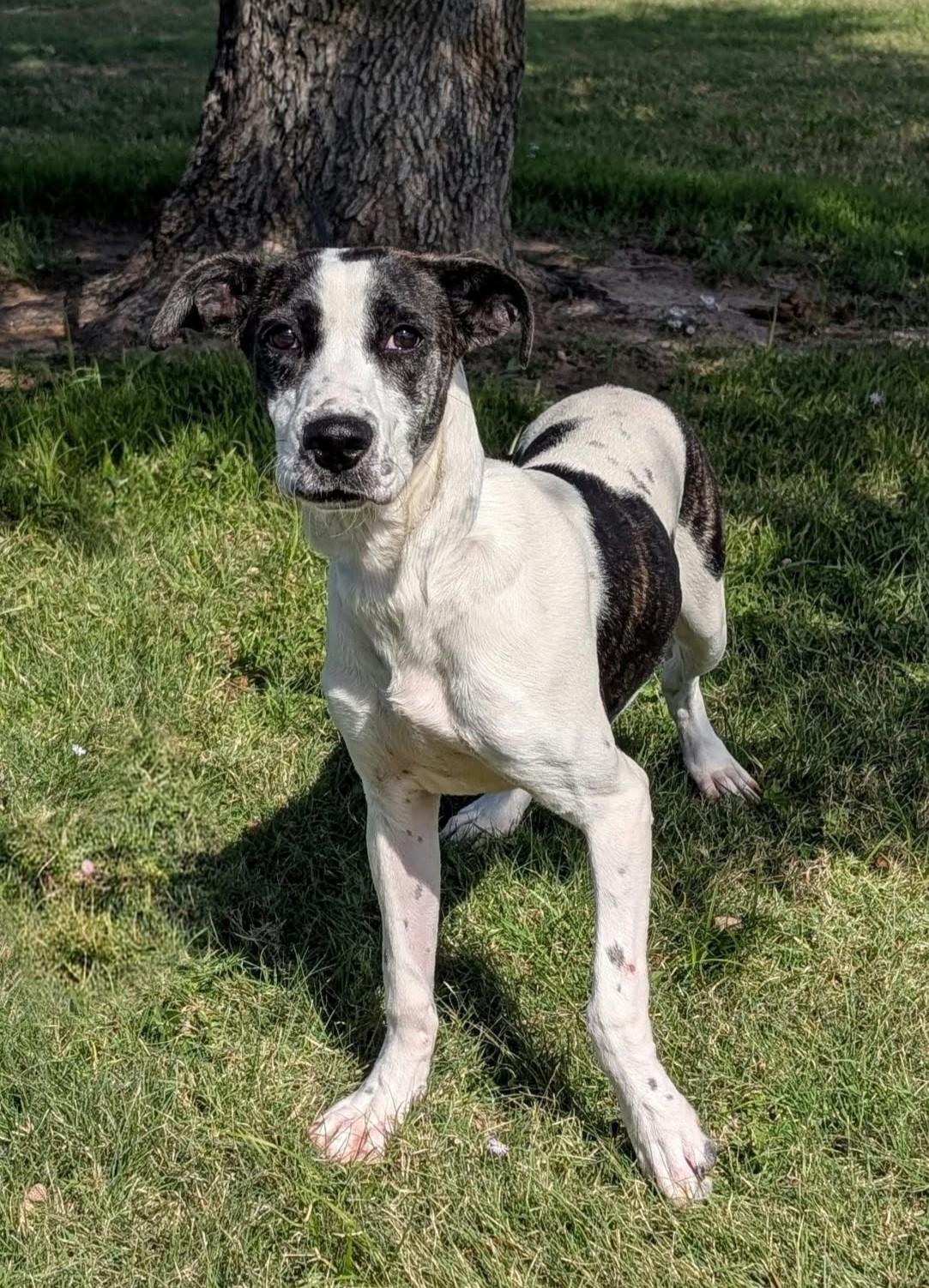 Enlarge Sweetness, a Adoptable mixed breed in Cleburne, TX image 1/5