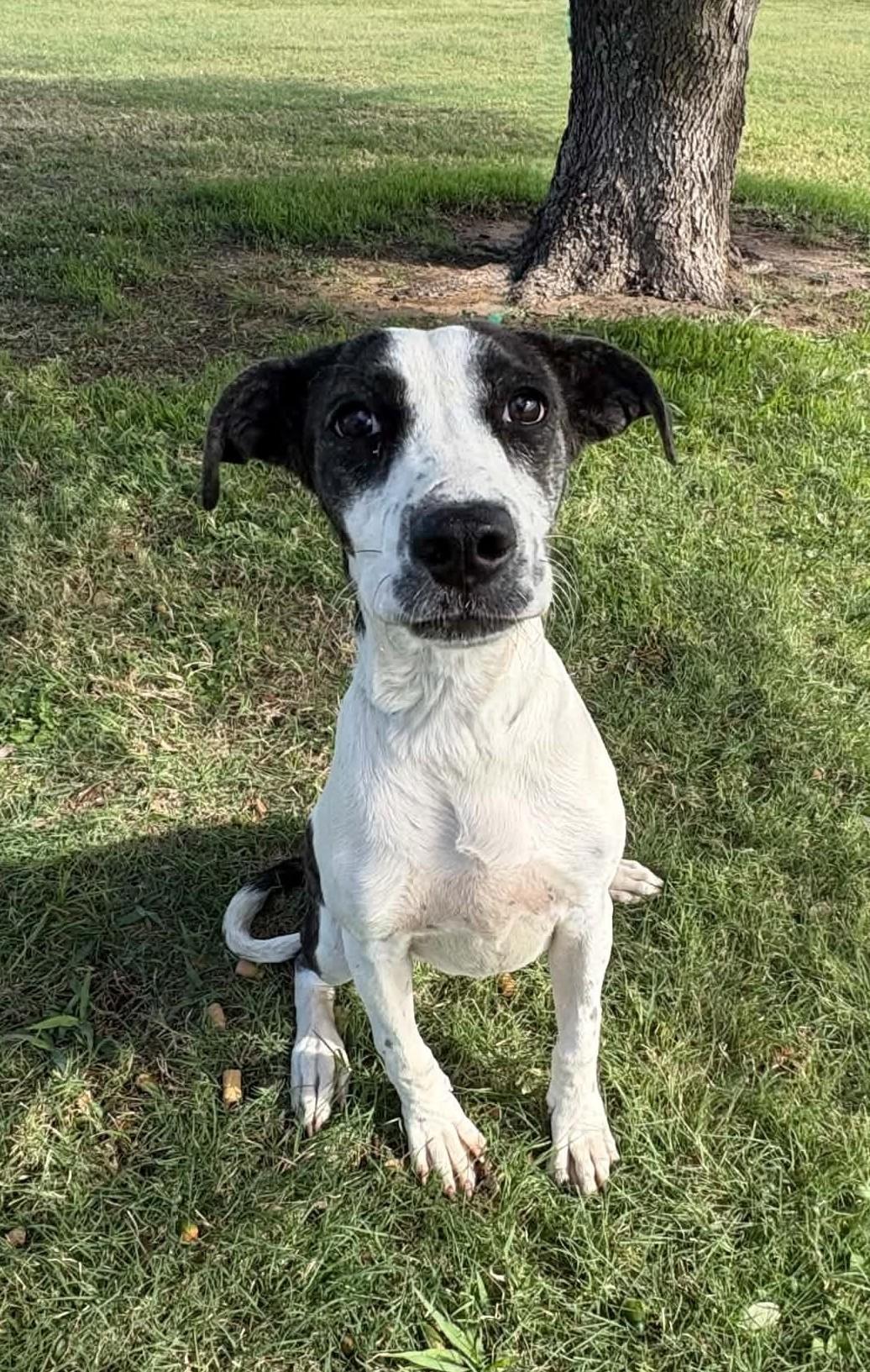 Enlarge Sweetness, a Adoptable mixed breed in Cleburne, TX image 2/5