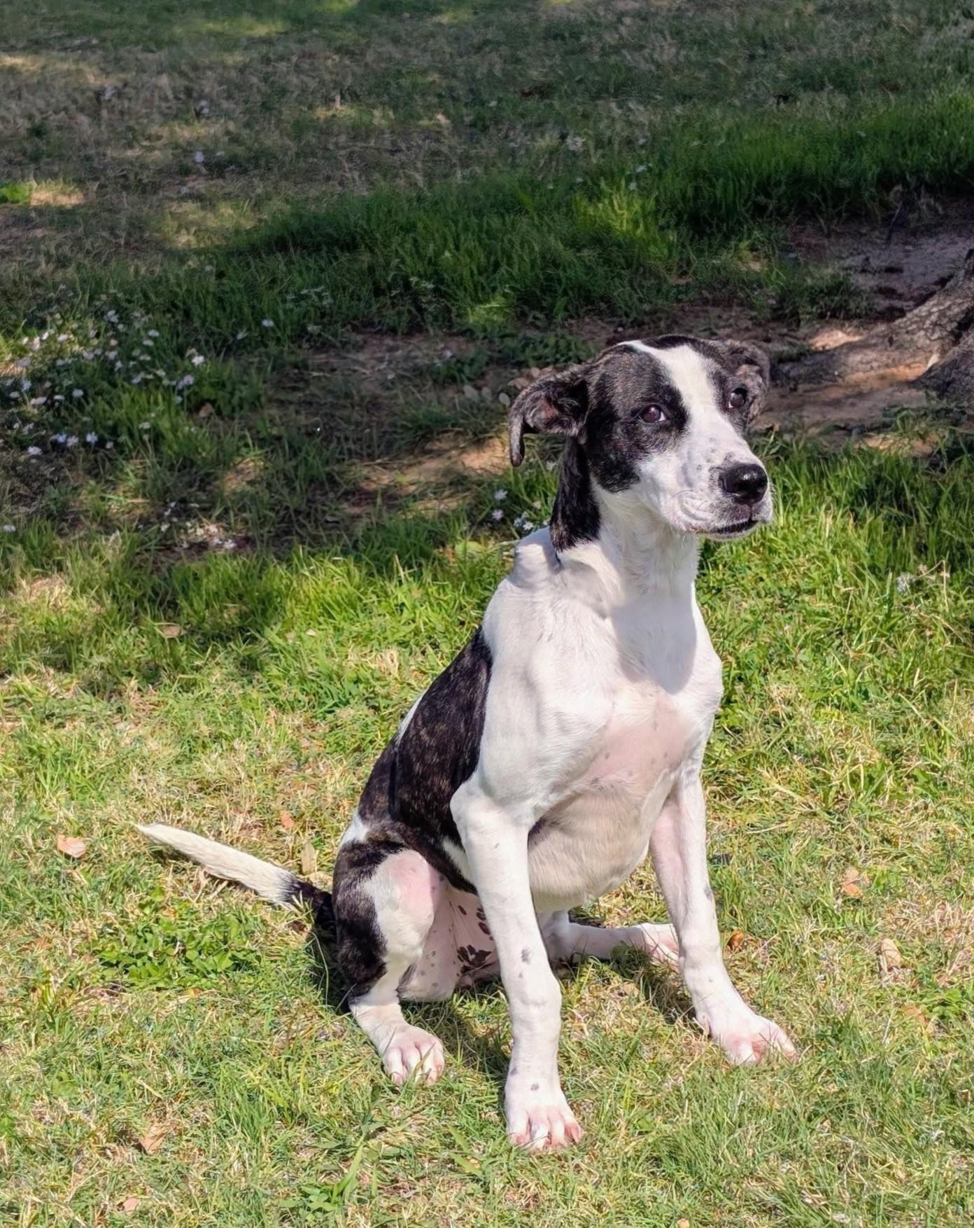 Enlarge Sweetness, a Adoptable mixed breed in Cleburne, TX image 5/5