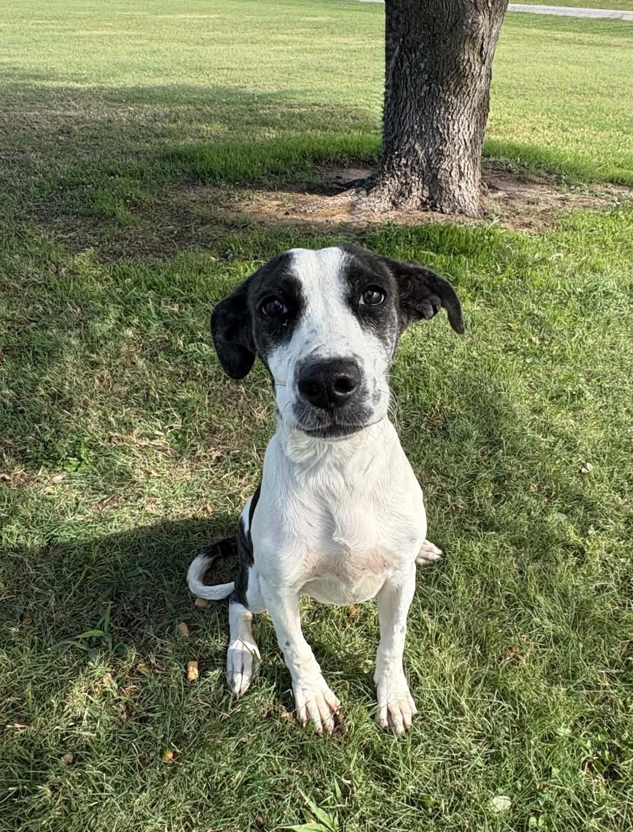Enlarge Sweetness, a Adoptable mixed breed in Cleburne, TX image 3/5