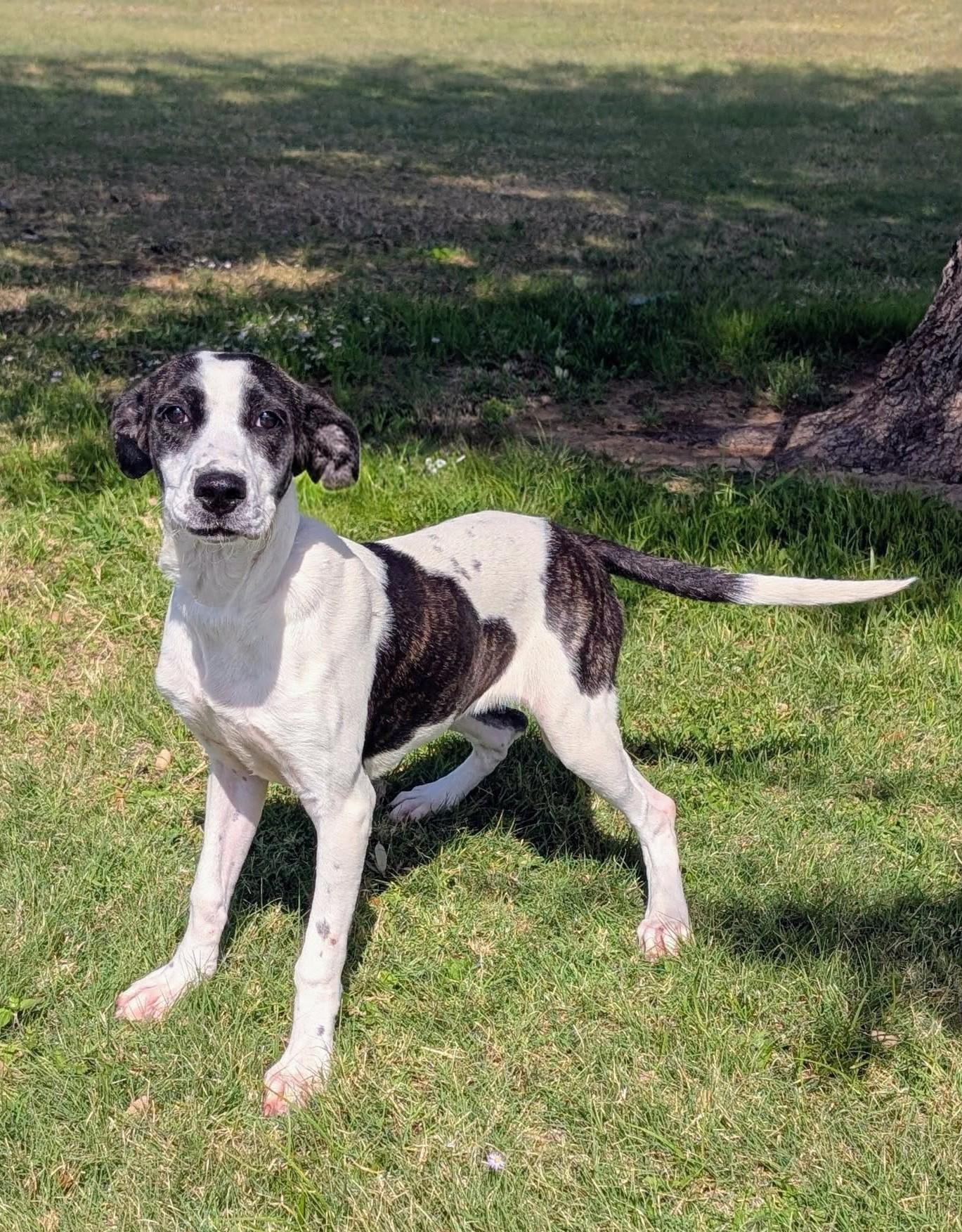 Enlarge Sweetness, a Adoptable mixed breed in Cleburne, TX image 4/5