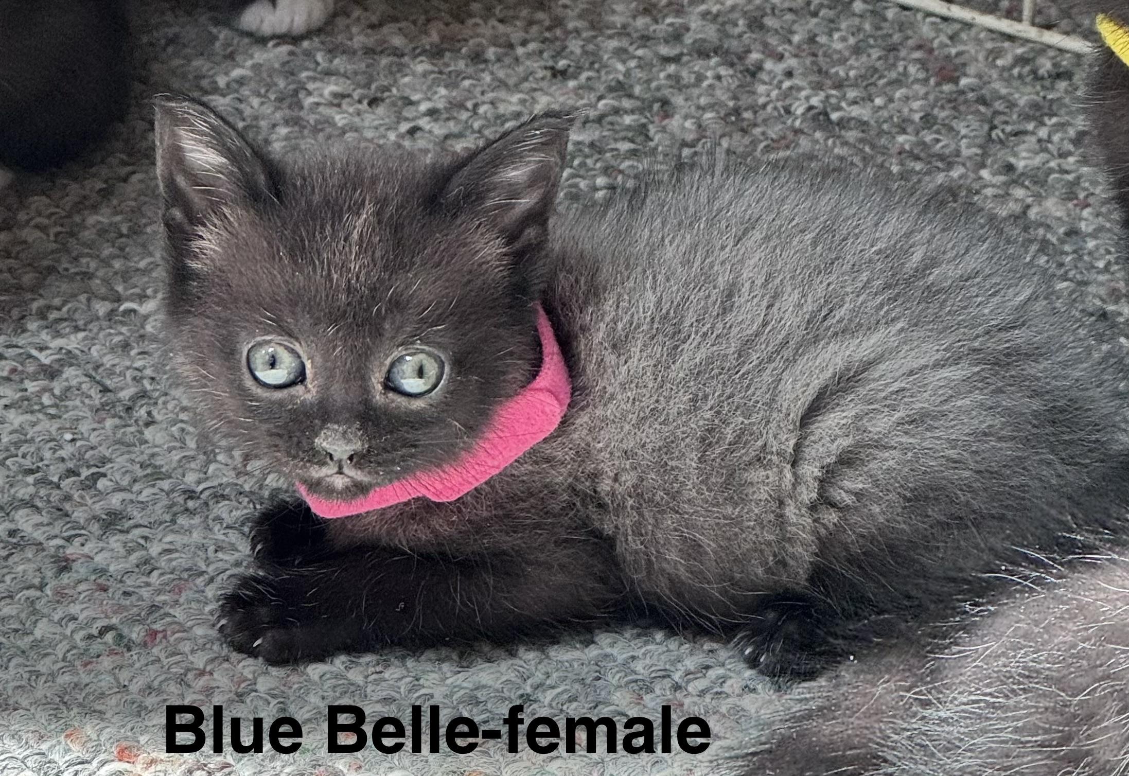 Blue Belle, Adoptable, Kitten Female Domestic Medium Hair.