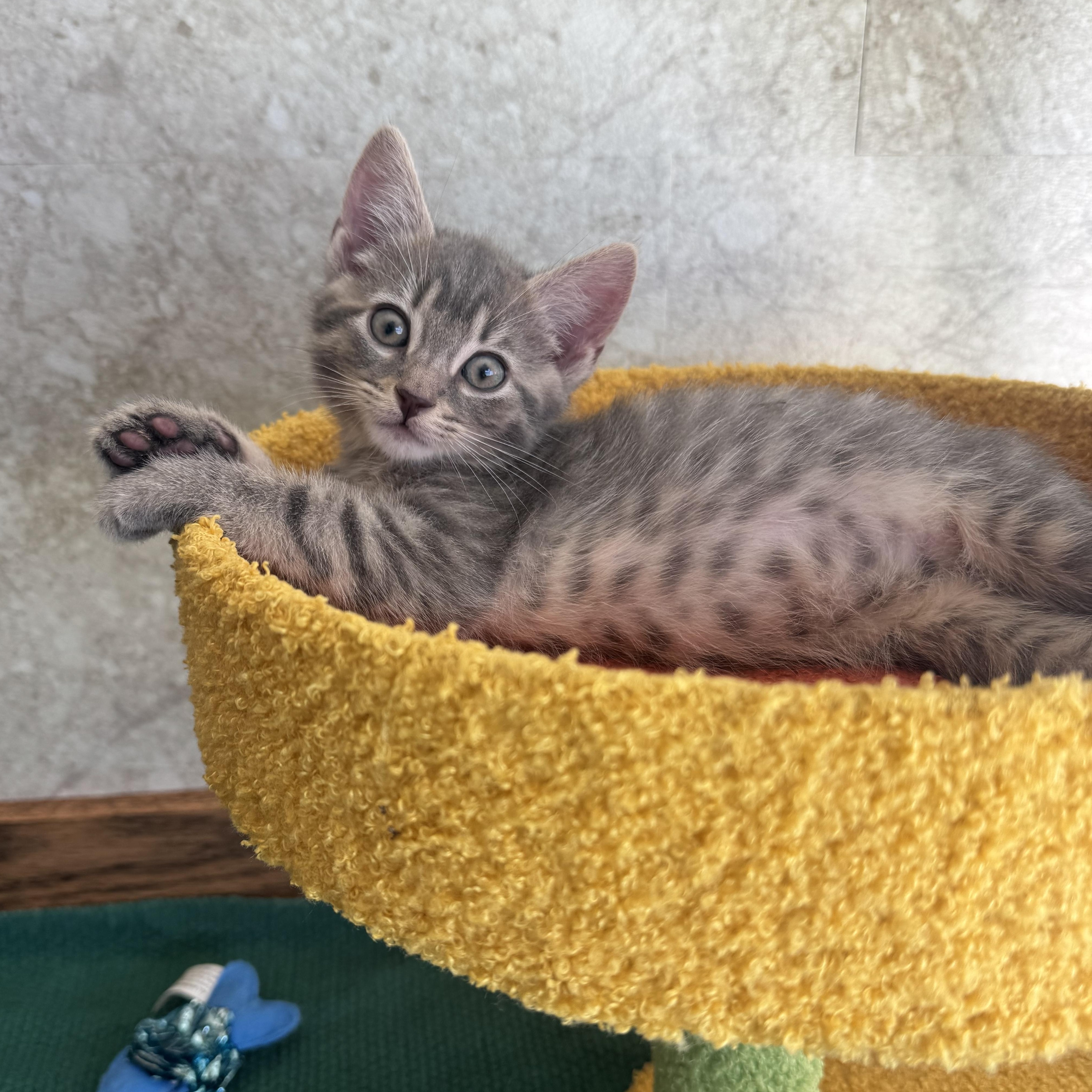Folarian, an adopted Domestic Short Hair in Milwaukee, WI image 2/6