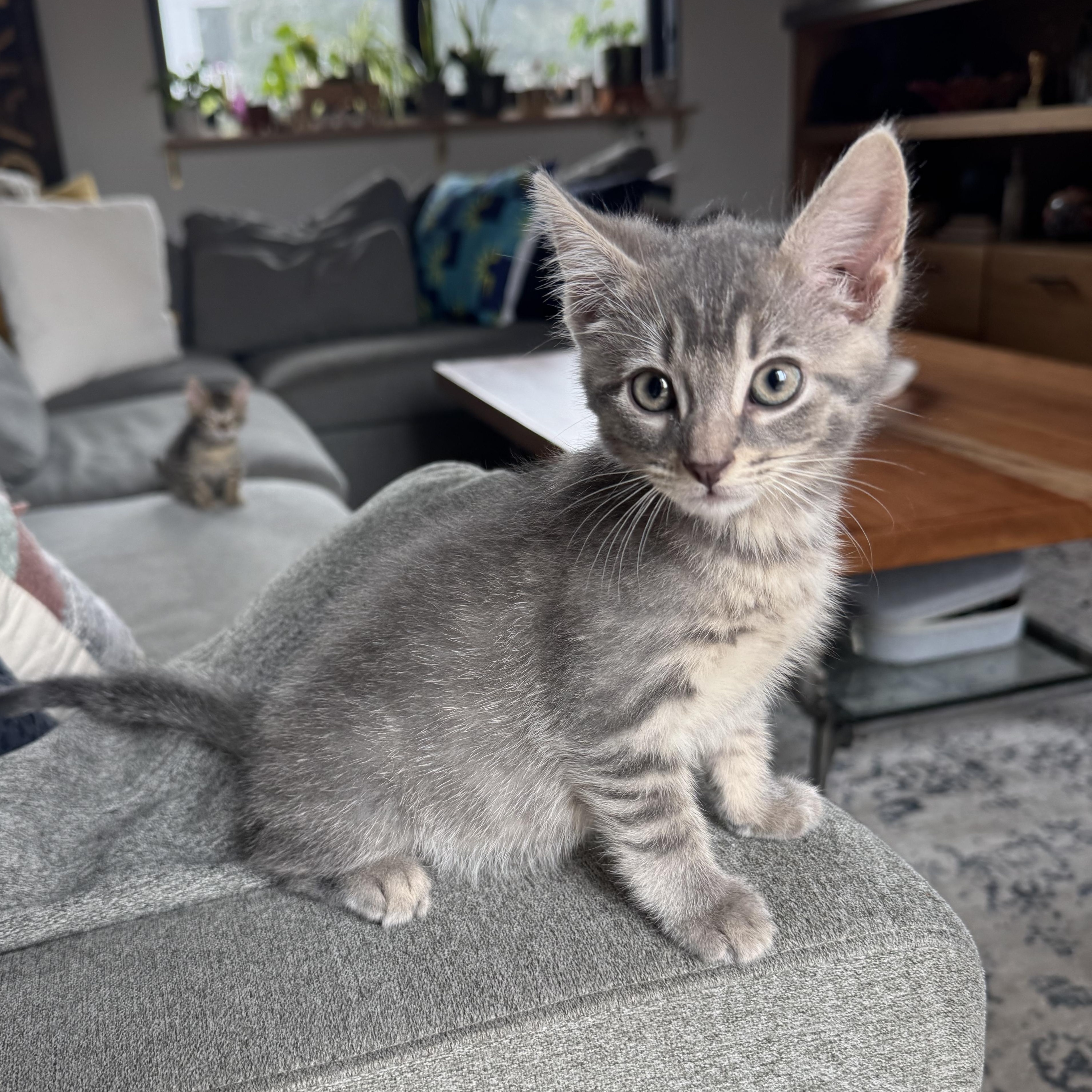 Folarian, an adopted Domestic Short Hair in Milwaukee, WI image 3/6