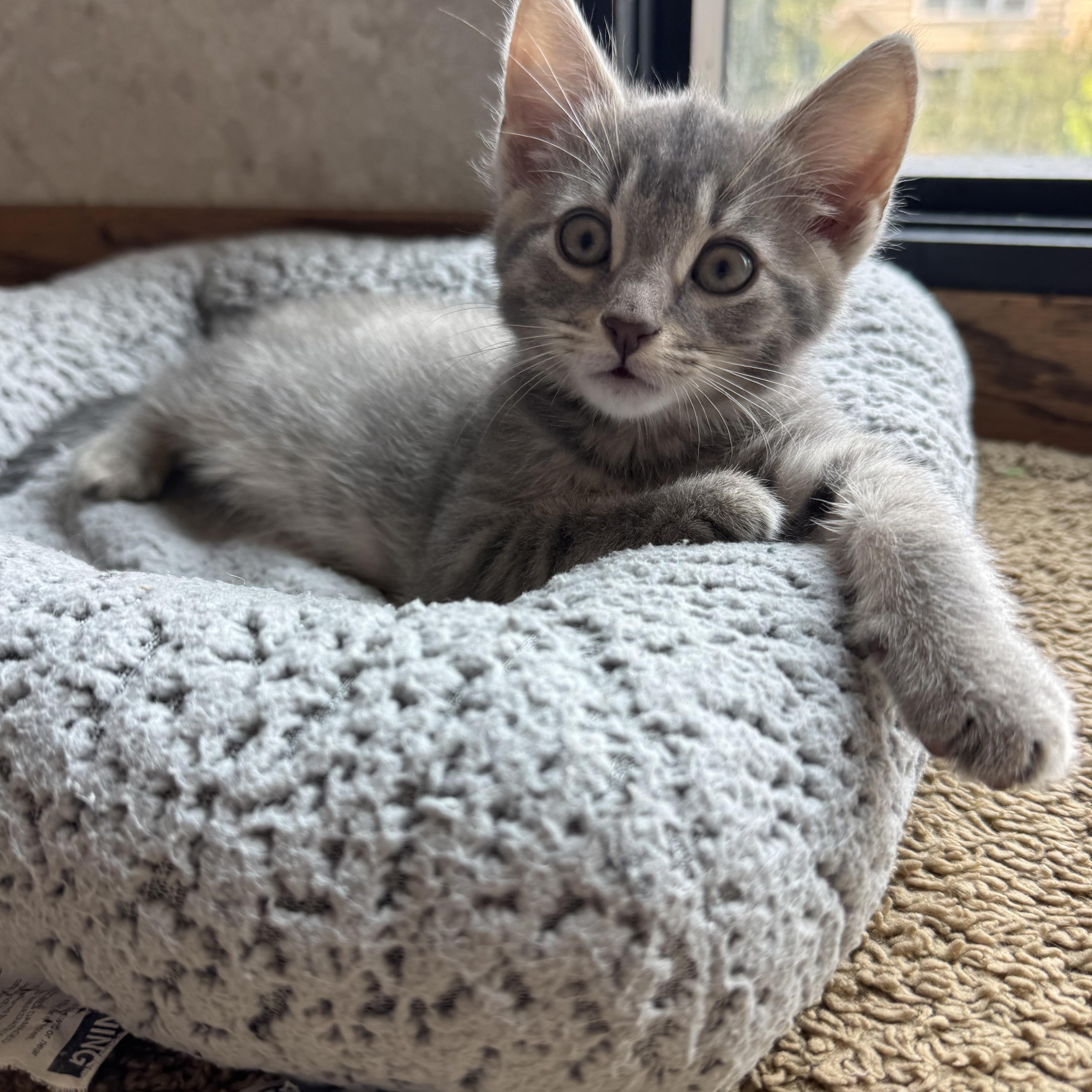 Folarian, an adopted Domestic Short Hair in Milwaukee, WI image 5/6