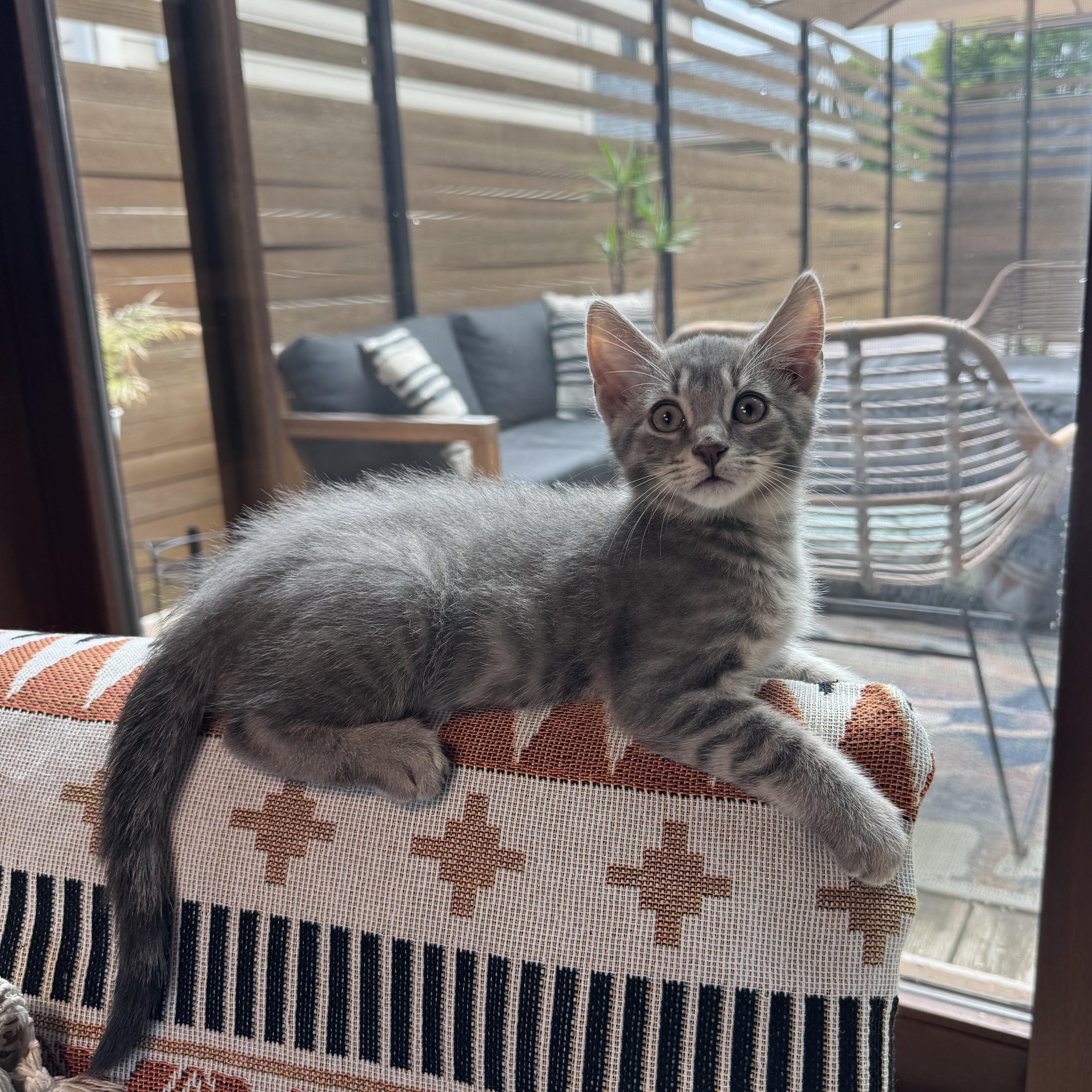 Folarian, an adopted Domestic Short Hair in Milwaukee, WI image 4/6