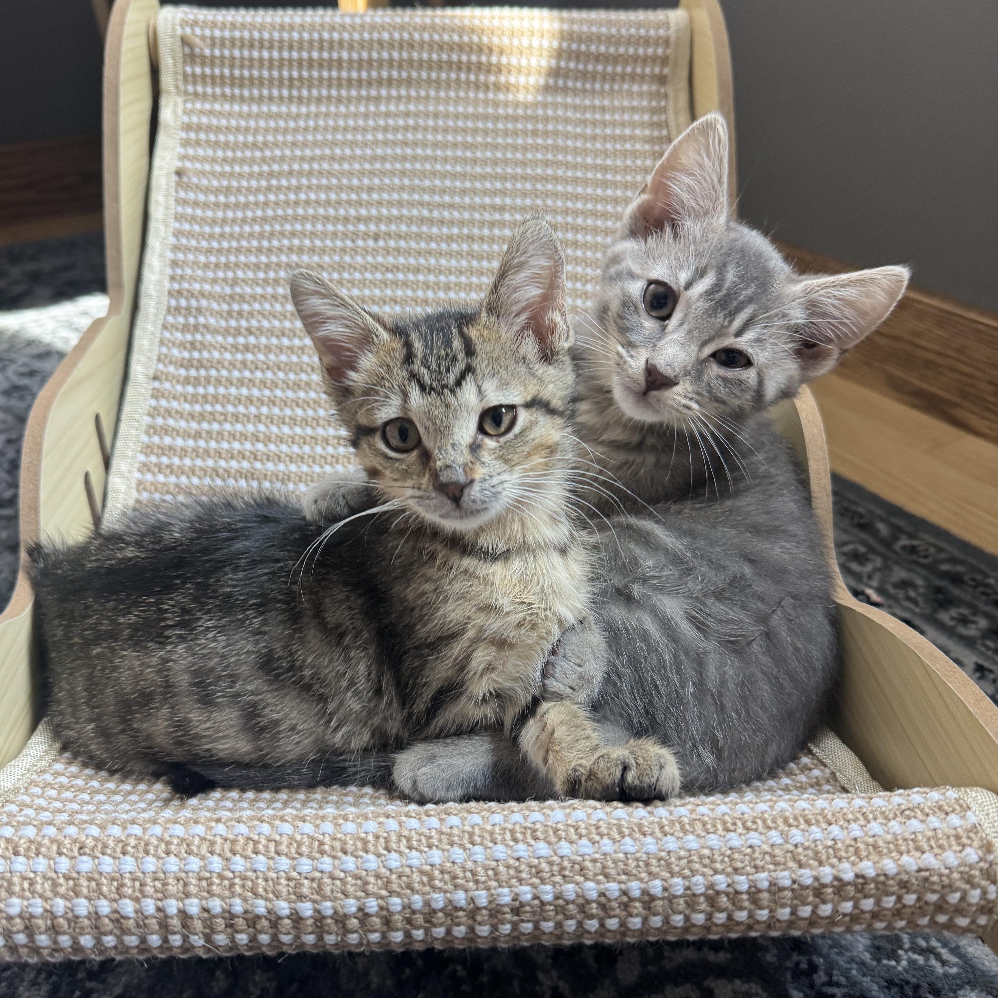 Folarian, adopted, Kitten Male Domestic Short Hair.