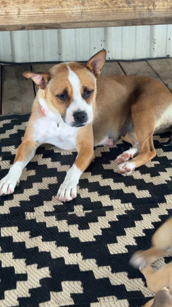Enlarge D834-26, a Adoptable mixed breed in Tifton, GA image 1/1