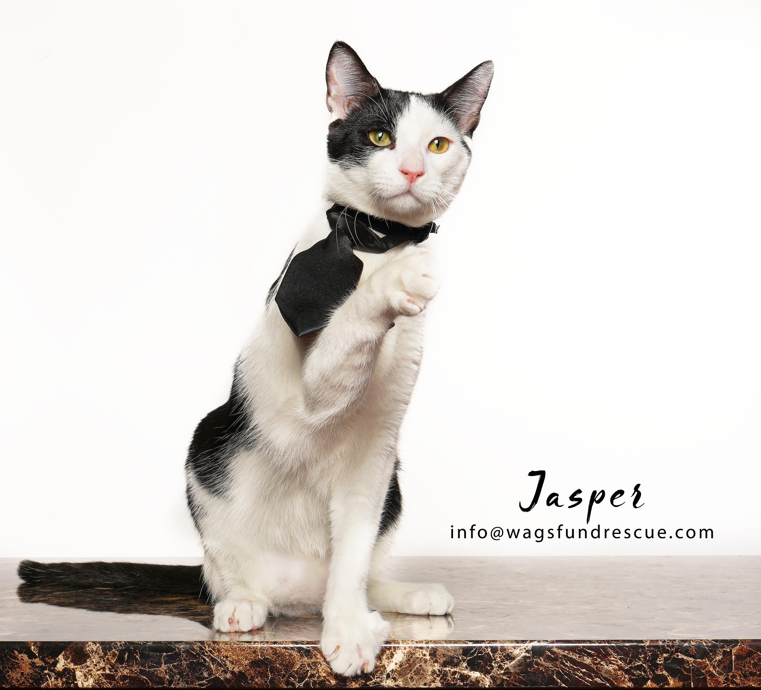Enlarge Jasper, a Adoptable Domestic Short Hair in Houston, TX image 2/3