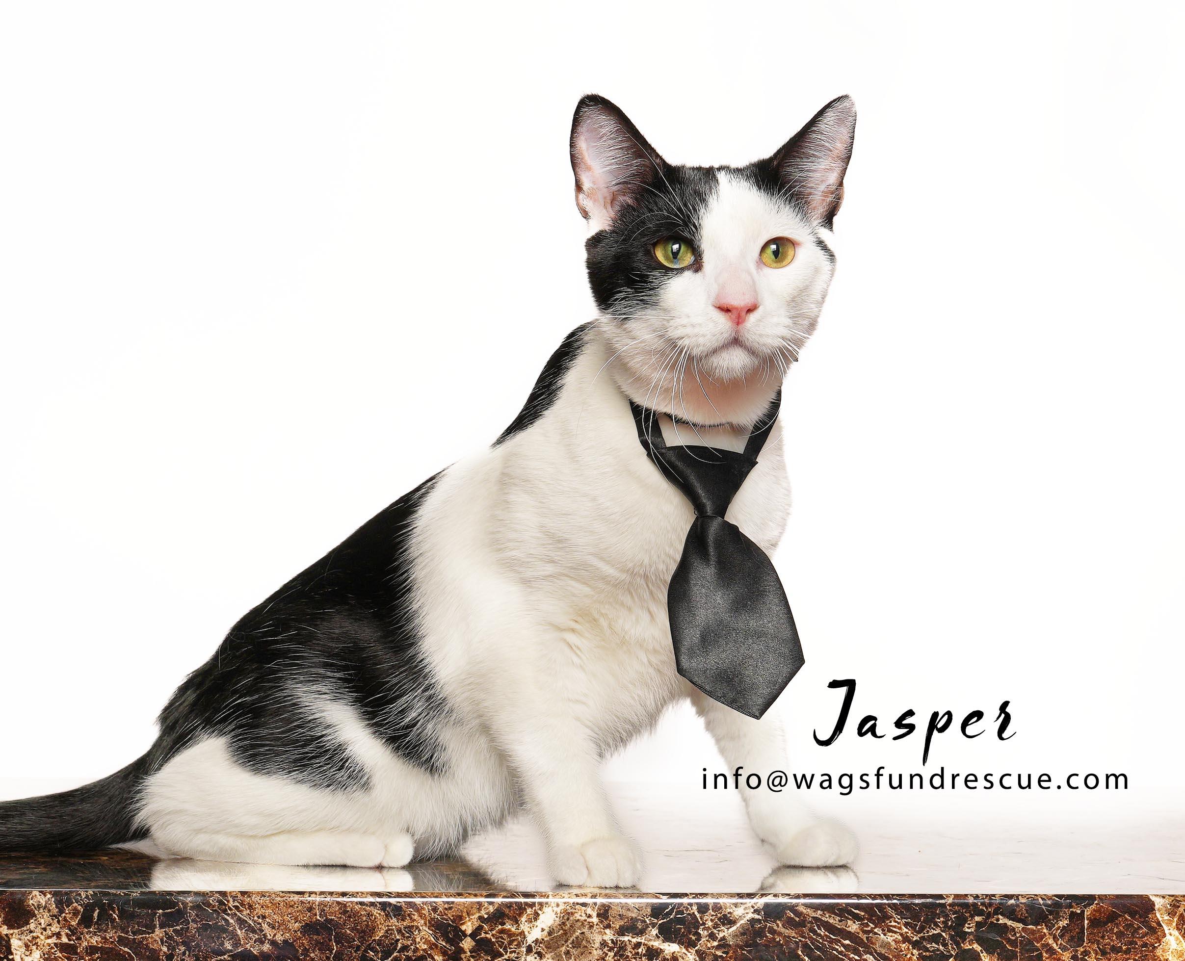 Enlarge Jasper, a Adoptable Domestic Short Hair in Houston, TX image 3/3