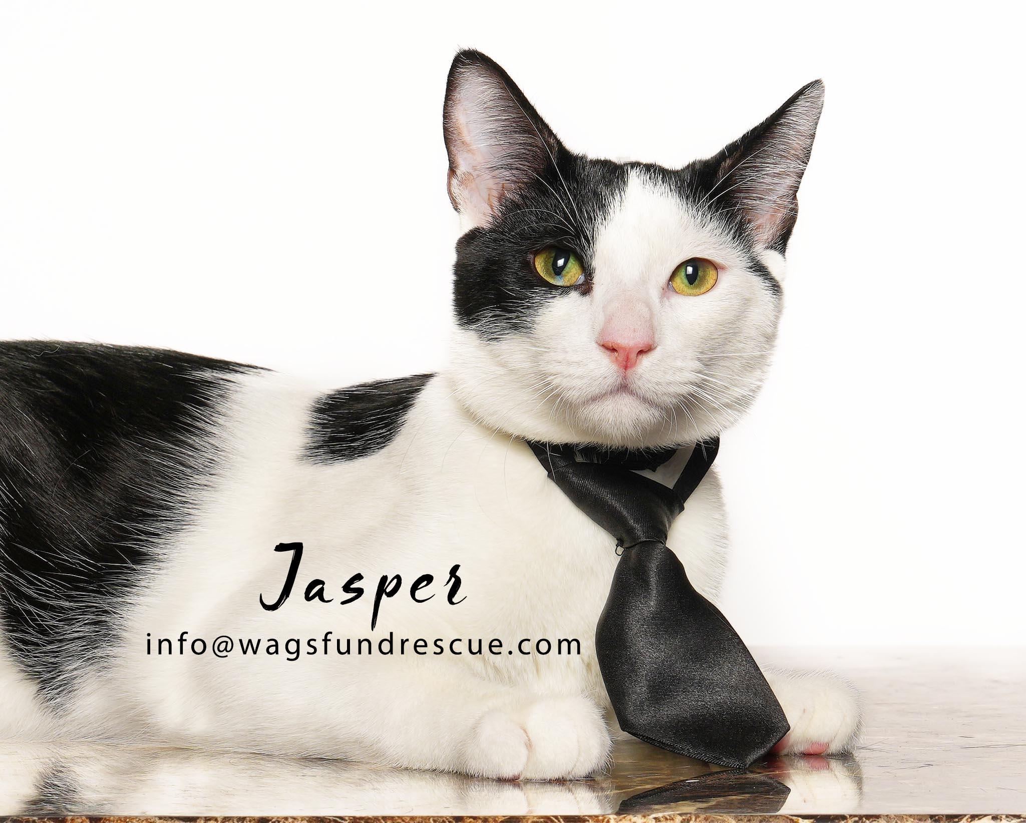 Jasper, Adoptable, Young Male Domestic Short Hair.