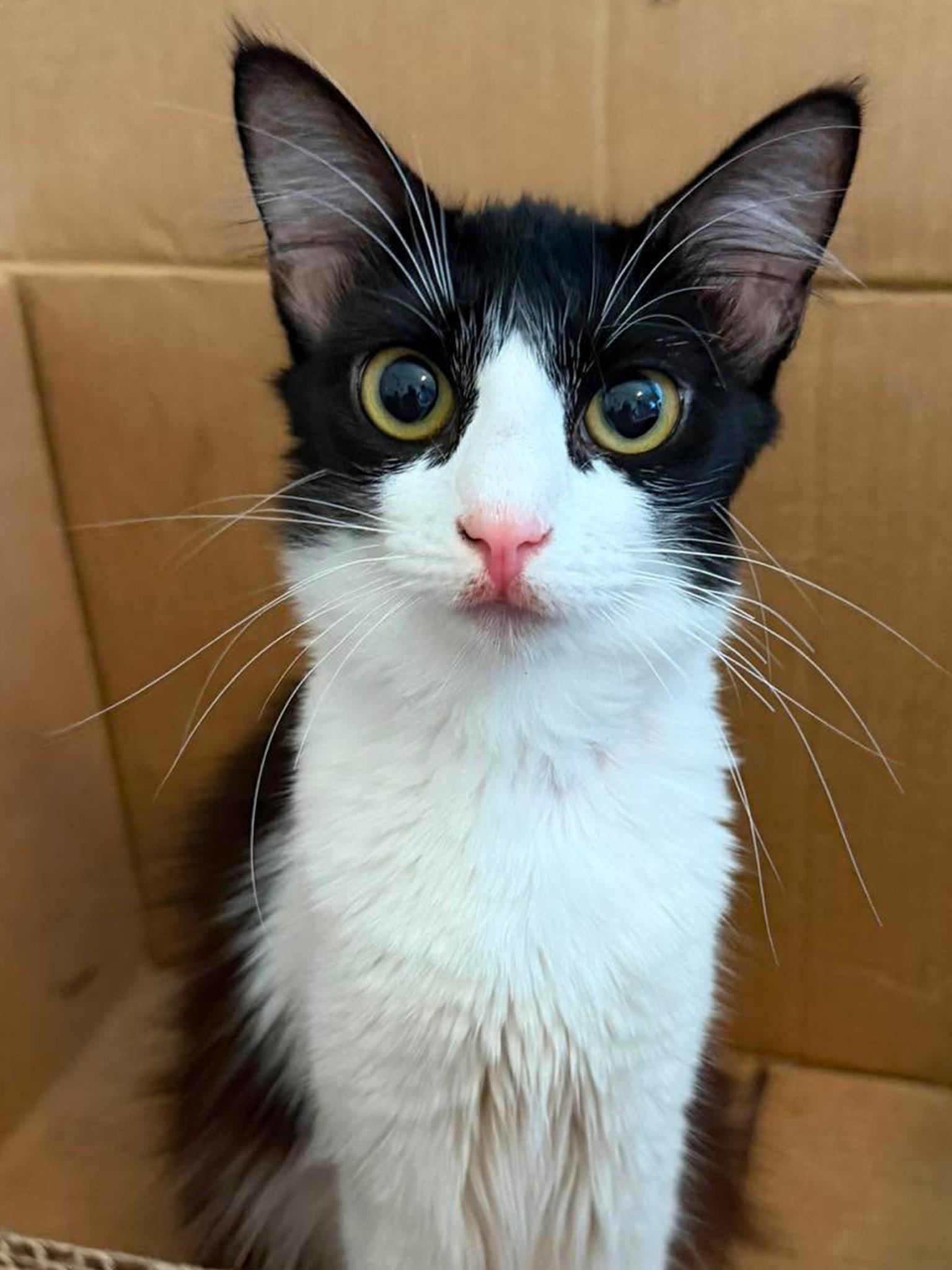 Enlarge Dottie, a ADOPTABLE Domestic Medium Hair in Longview, TX image 5/5