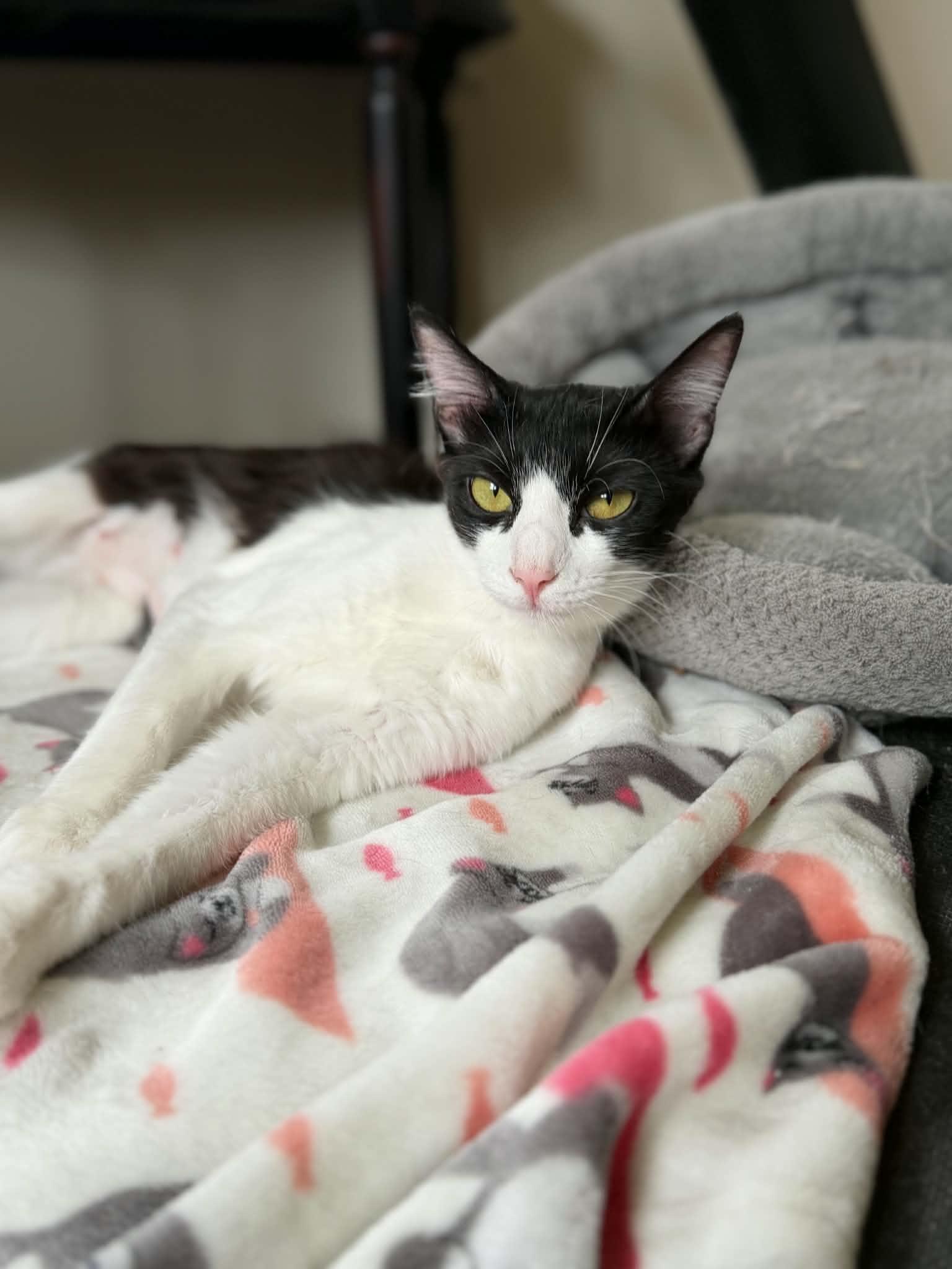 Enlarge Dottie, a ADOPTABLE Domestic Medium Hair in Longview, TX image 3/5